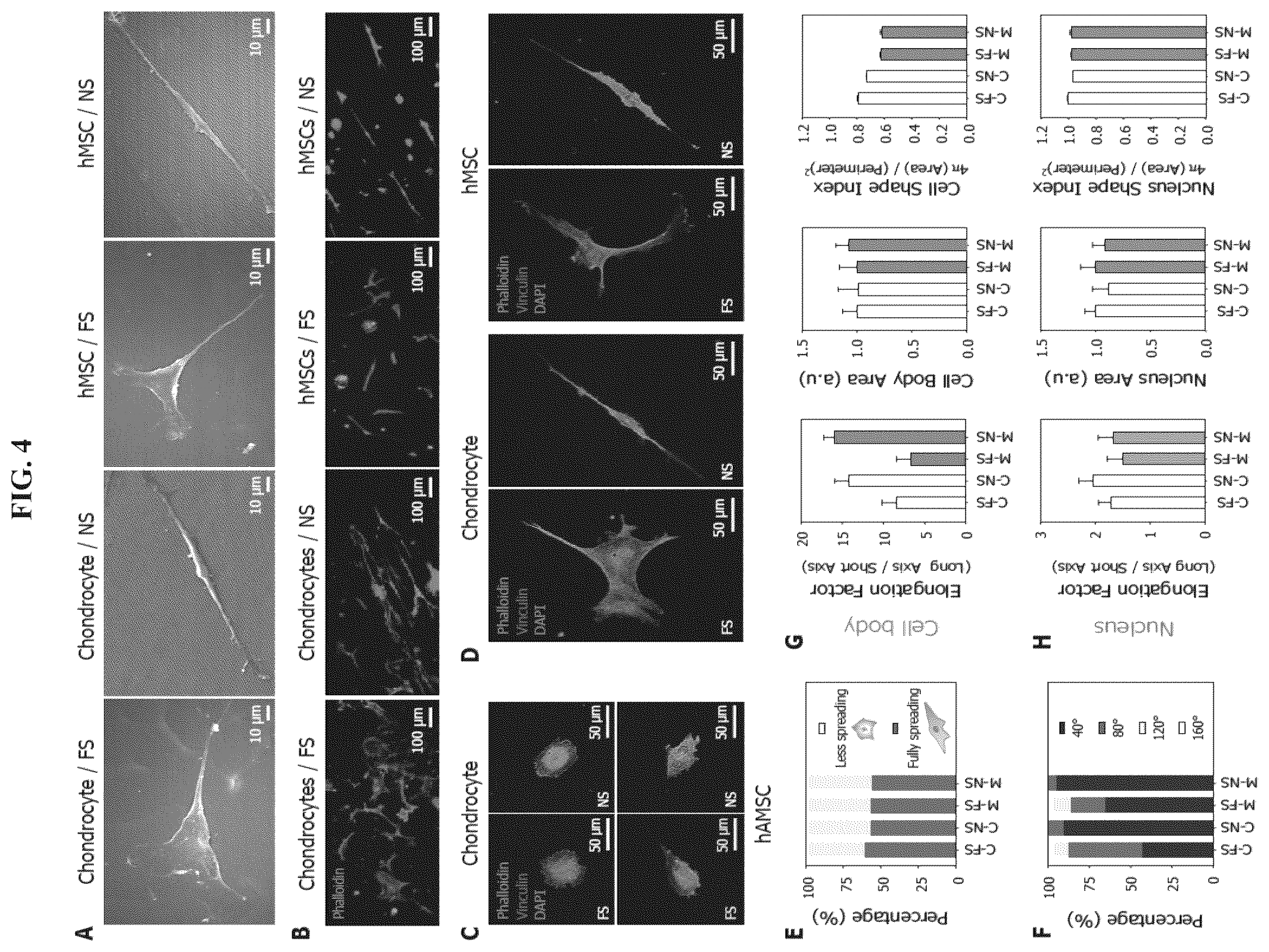 Patent US12403220 Figure 4 – Scaffolds for cartilage regeneration and method for treatment of cartilage defects using the same