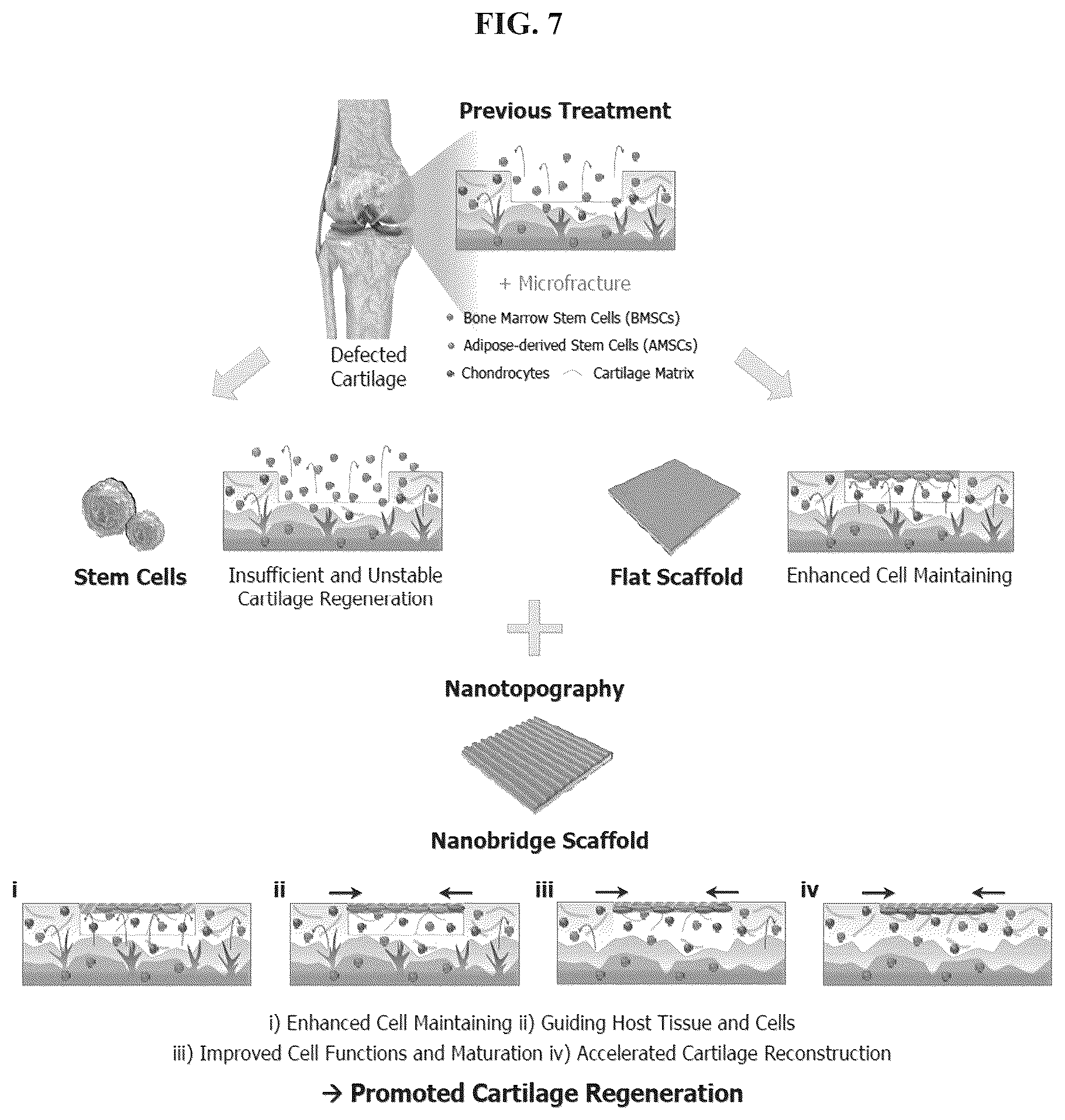 Patent US12403220 Figure 7 – Scaffolds for cartilage regeneration and method for treatment of cartilage defects using the same
