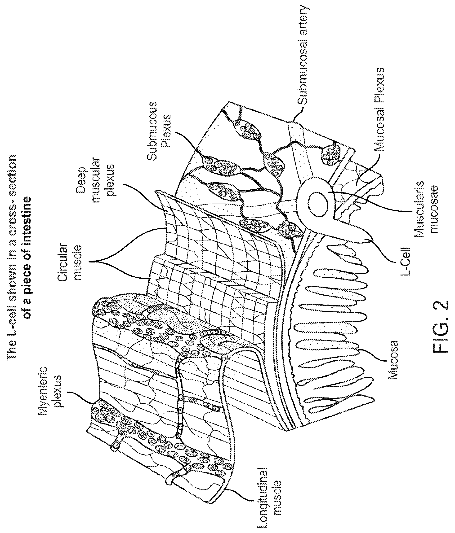 Patent US12403308 Figure 2 – Swallowable capsule and method for stimulating incretin production within the intestinal tract