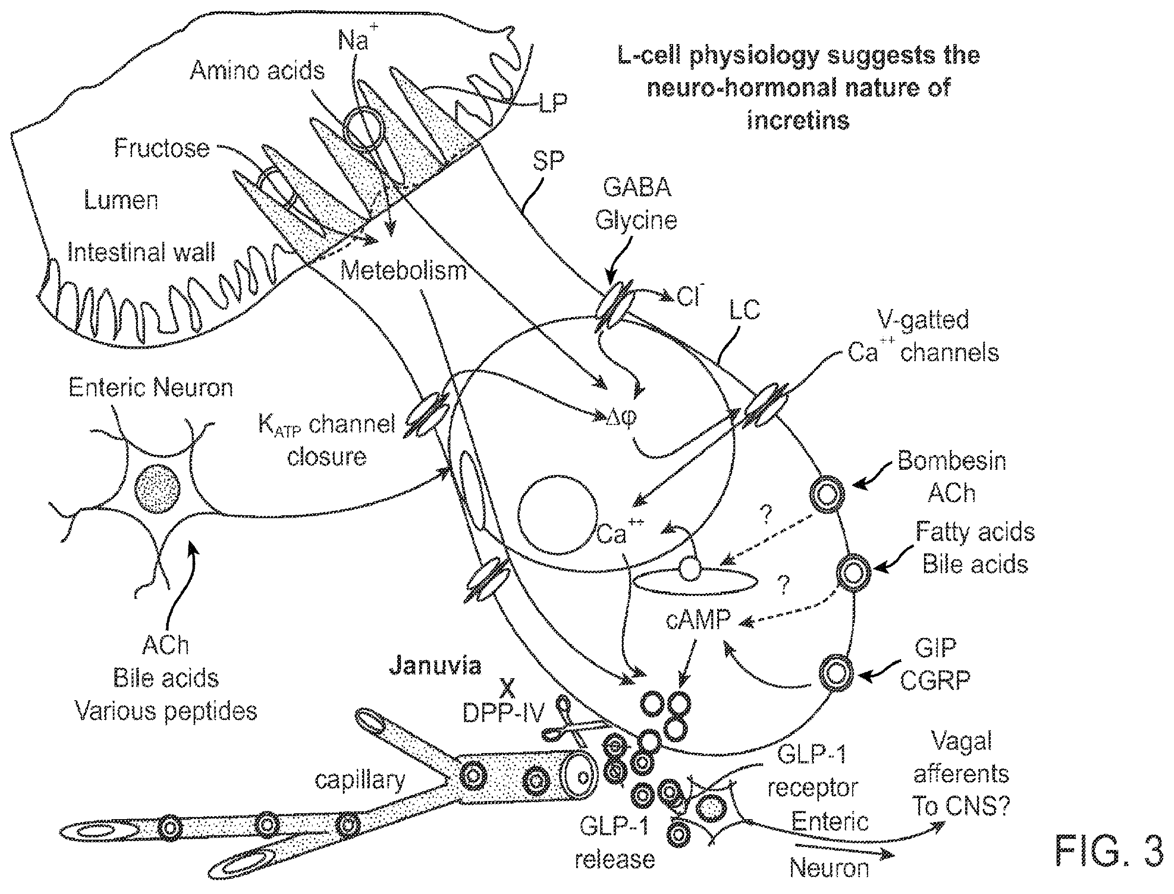Patent US12403308 Figure 3 – Swallowable capsule and method for stimulating incretin production within the intestinal tract