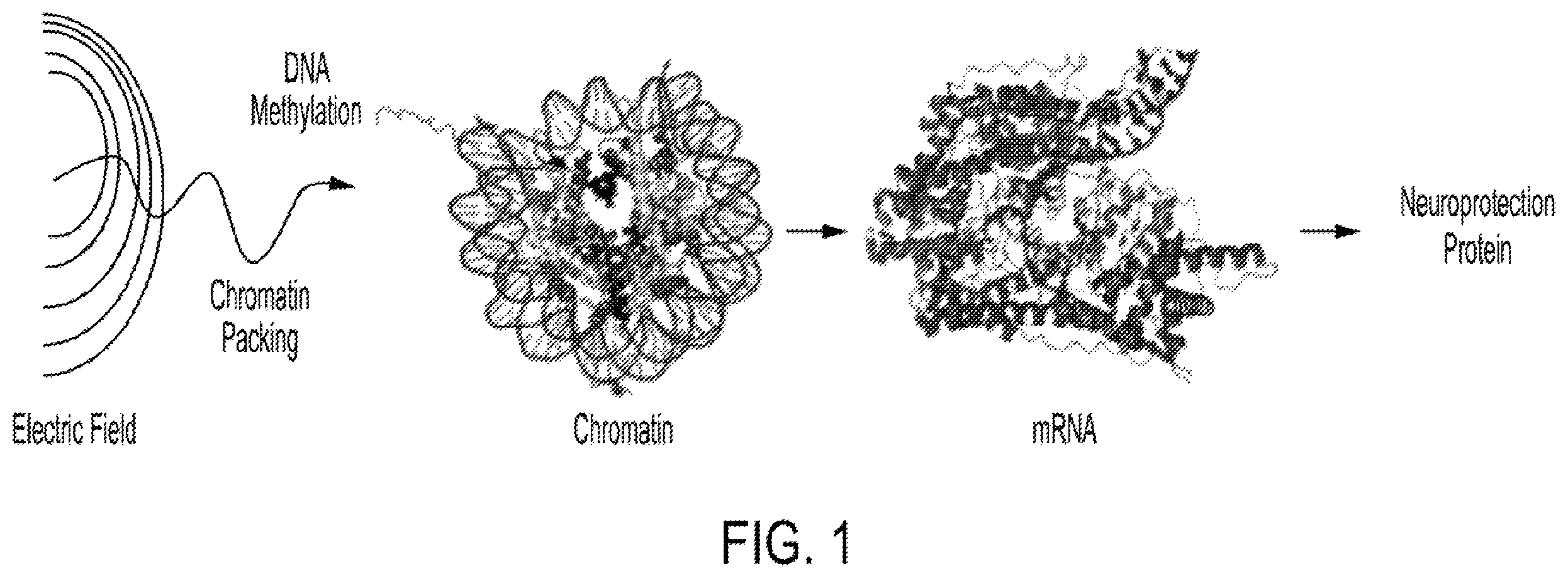 Patent US12403311 — System and method to induce epigenetic changes to the cells and tissue of the eye and orbit — Figure 1