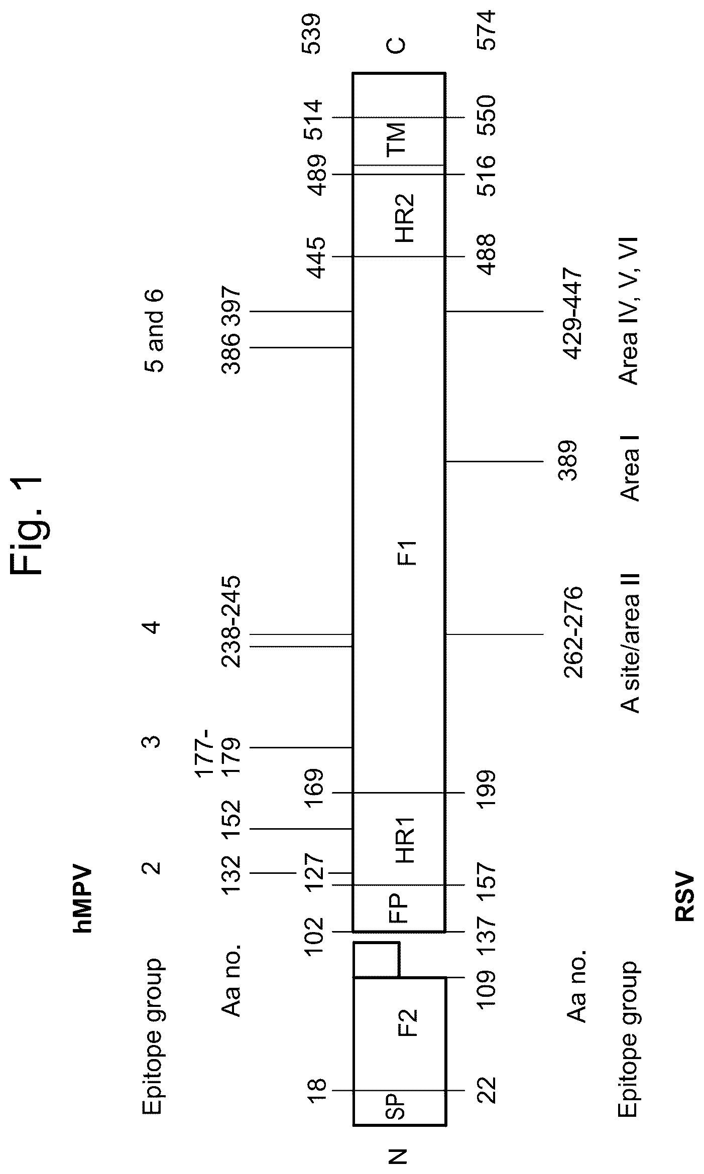 Patent US12403335 Figure 1 – Betacoronavirus MRNA vaccines