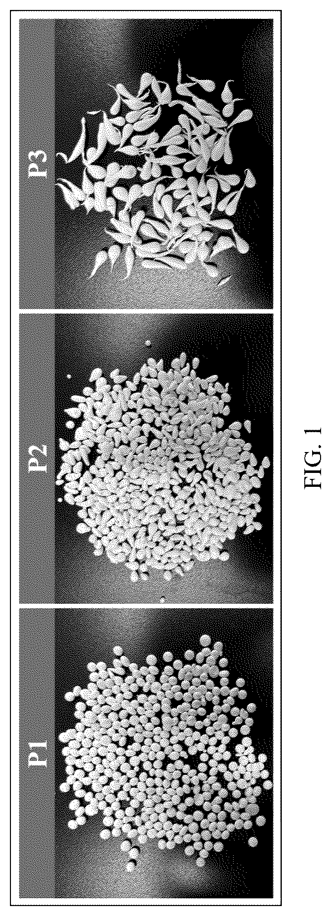 Patent US12403450 Figure 1 – Denitrification and dephosphorization composite filler, preparation method and application