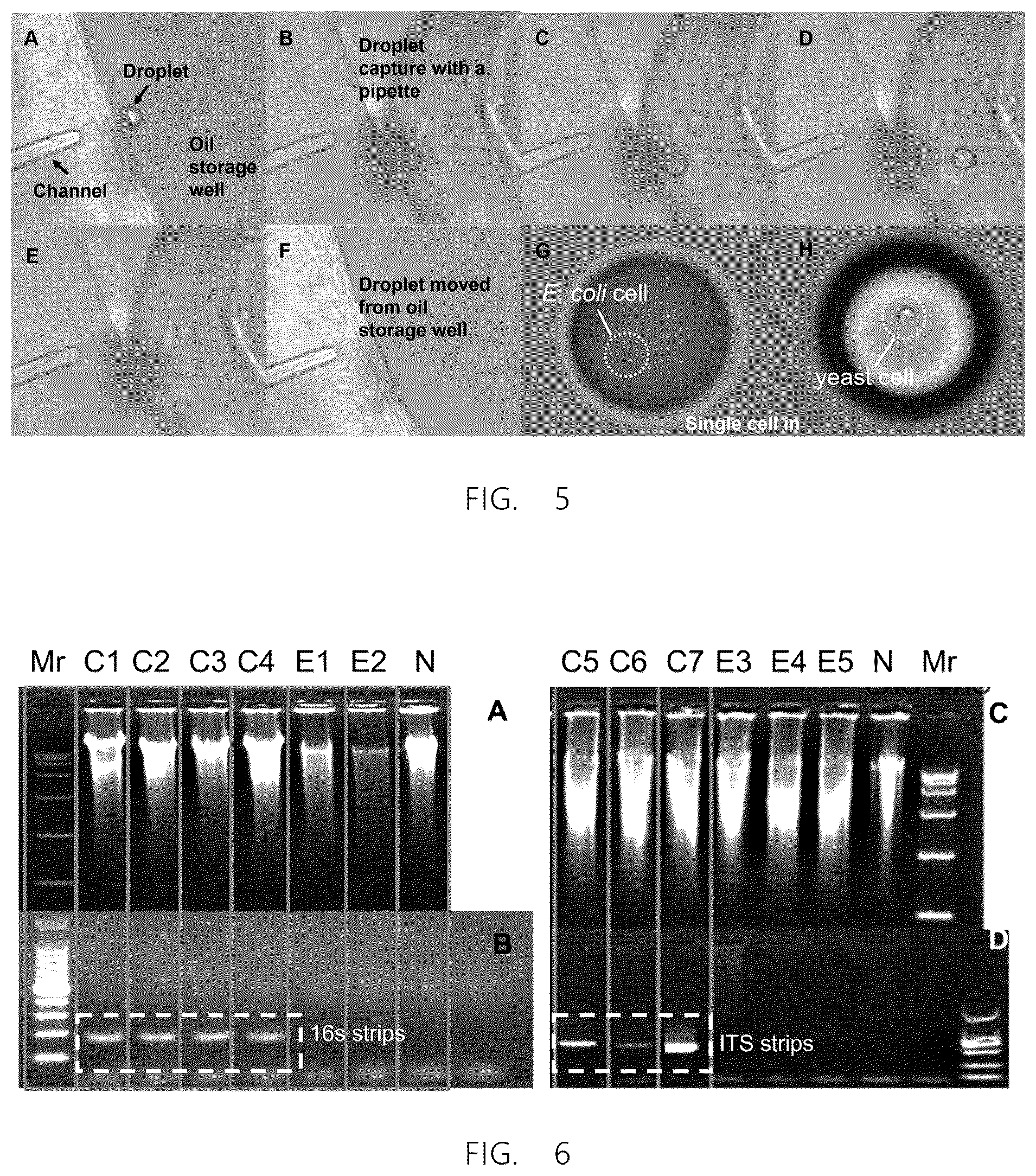 Patent US12403472 Figure 3 – Method for forming and respectively exporting droplet wrapping single particle in micro-fluidic chip
