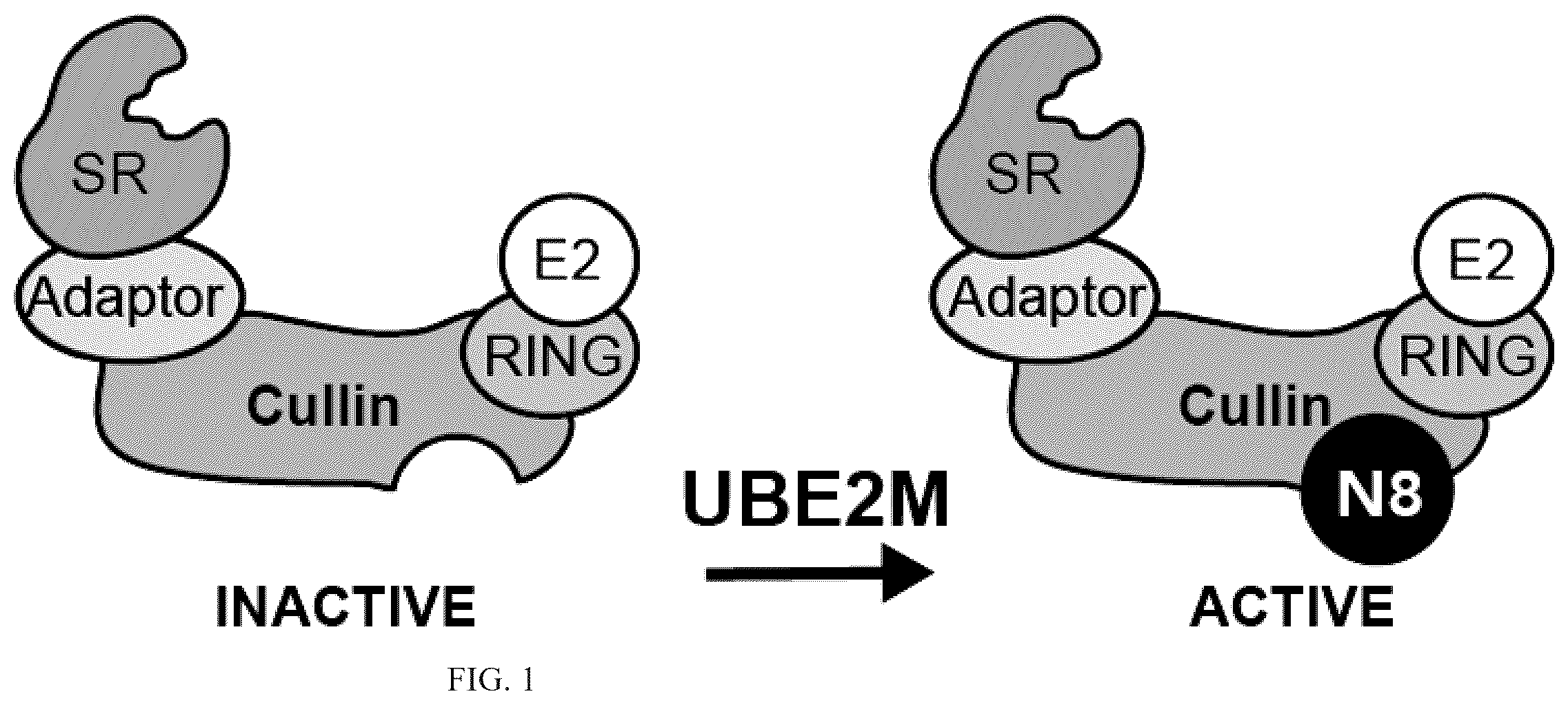Patent US12410152 Figure 1 – Oxazole and thioazole-type cullin ring ubiquitin ligase compounds and uses thereof