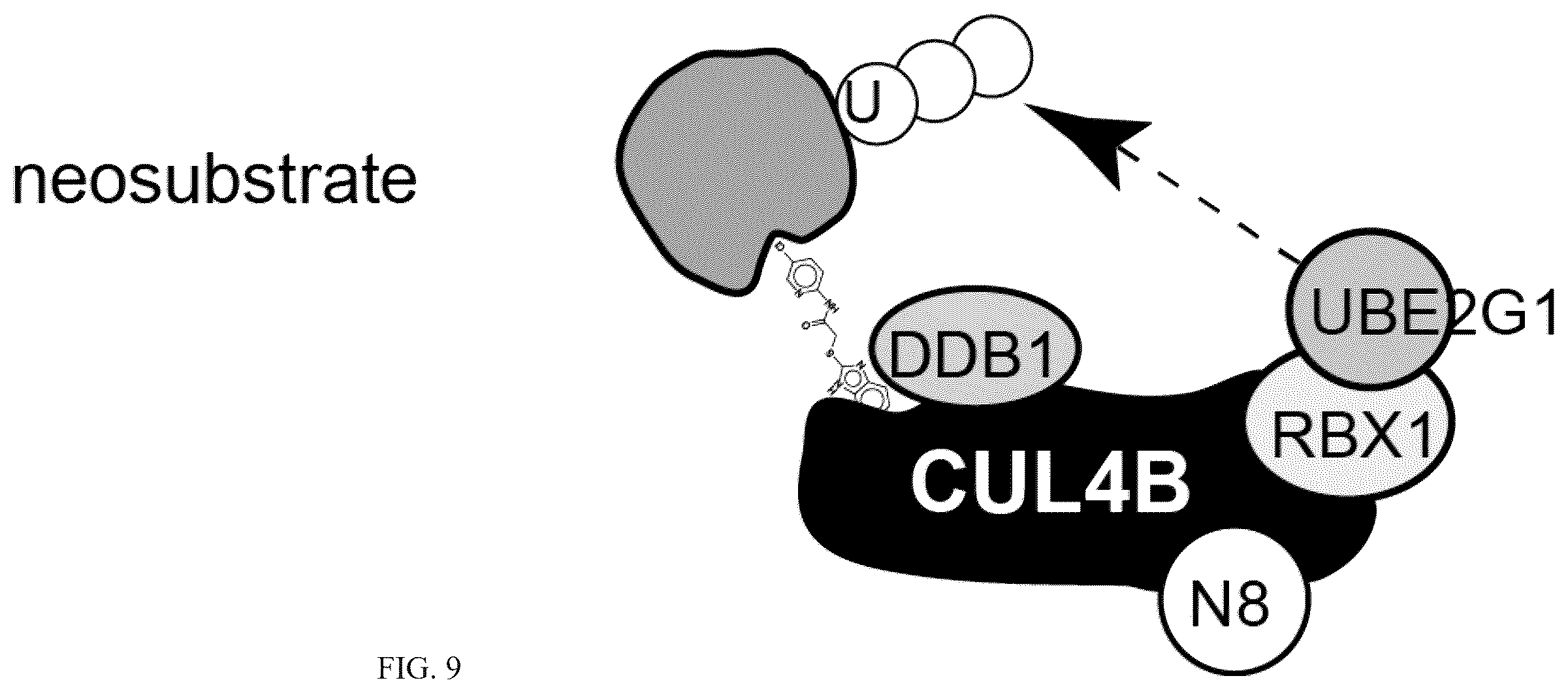 Patent US12410152 Figure 9 – Oxazole and thioazole-type cullin ring ubiquitin ligase compounds and uses thereof