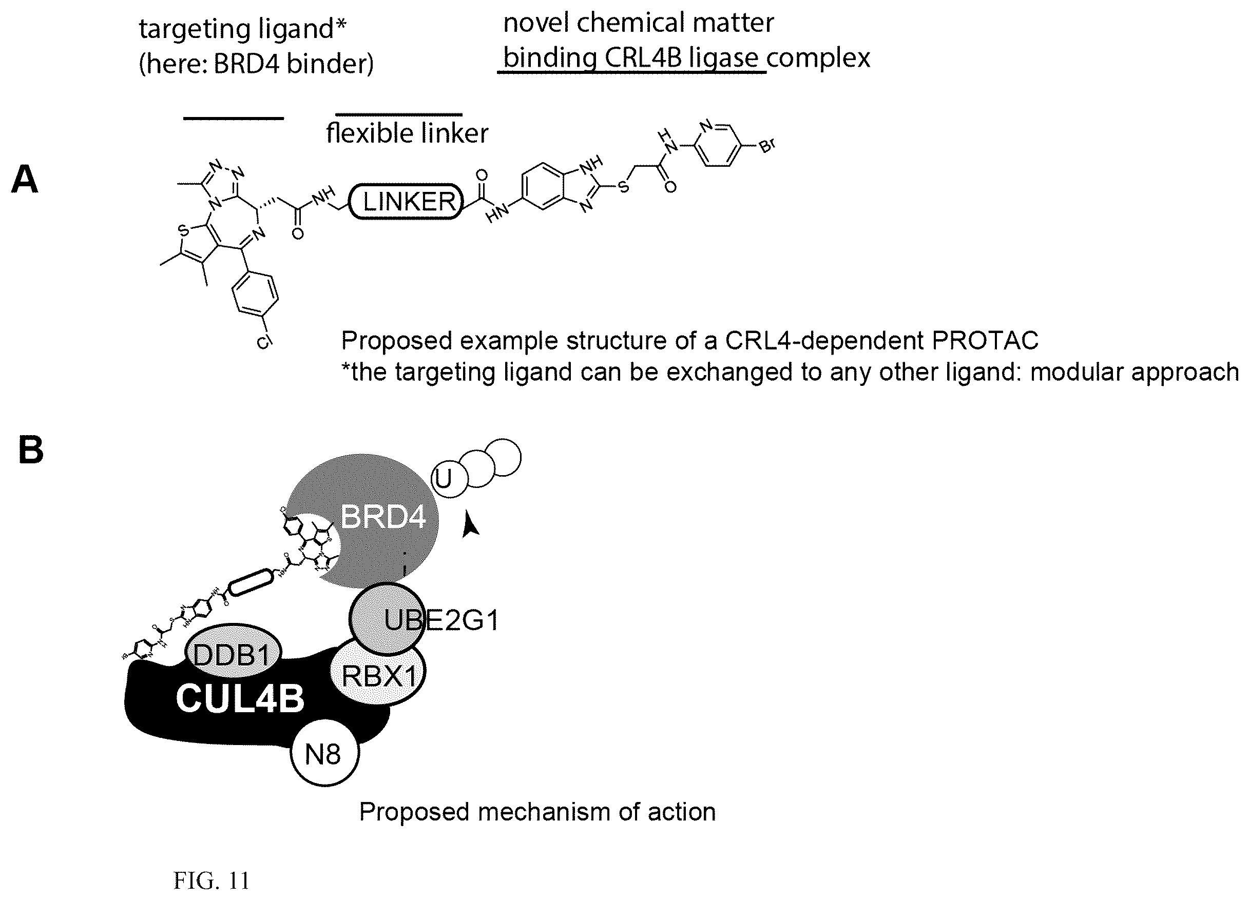 Patent US12410152 Figure 13 – Oxazole and thioazole-type cullin ring ubiquitin ligase compounds and uses thereof