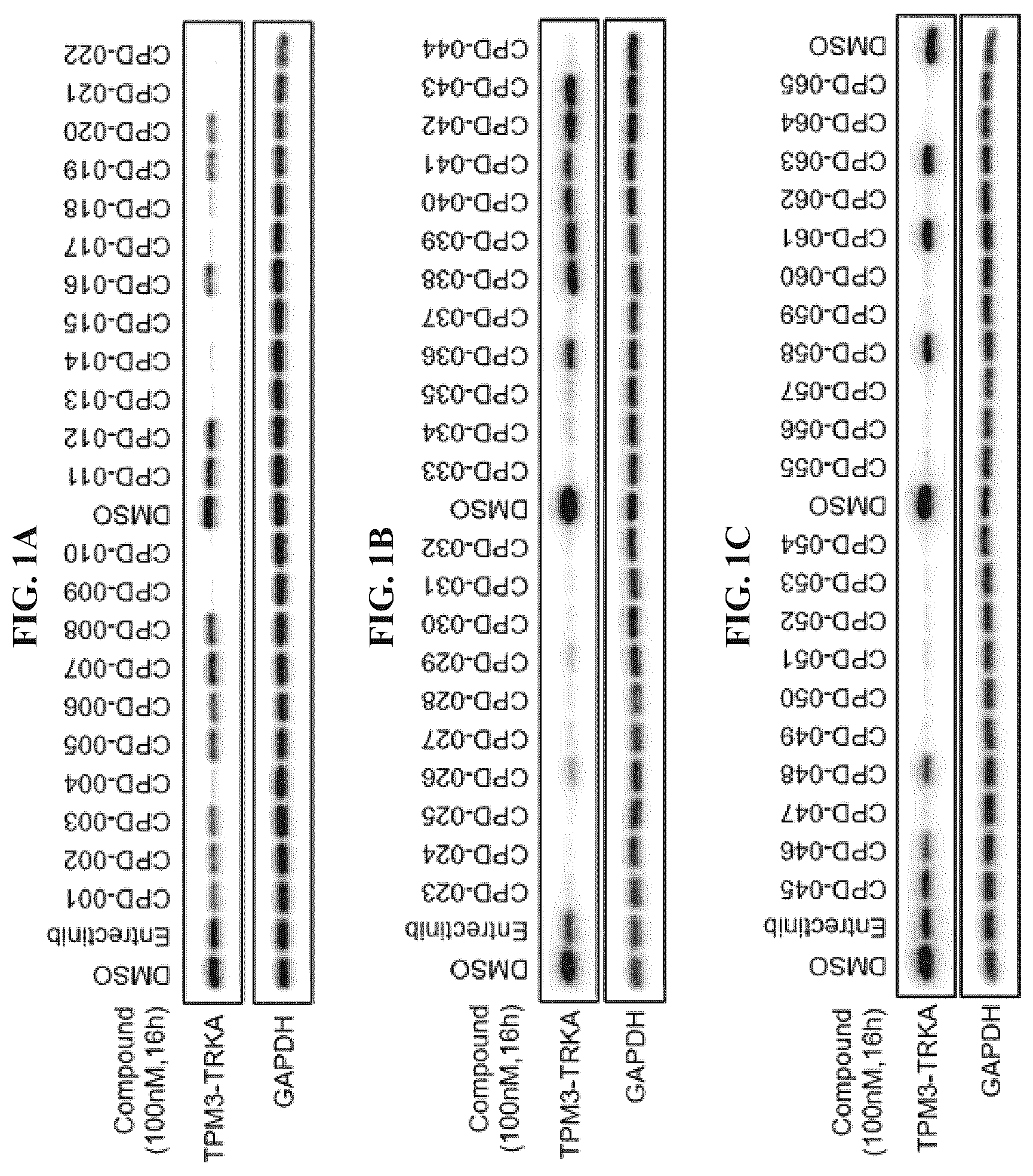Patent US12410171 Figure 1 – Tropomyosin receptor kinase (TRK) degradation compounds and methods of use