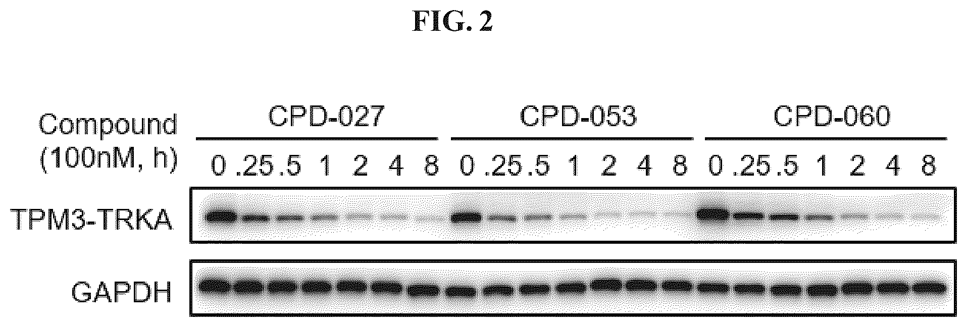 Patent US12410171 Figure 2 – Tropomyosin receptor kinase (TRK) degradation compounds and methods of use