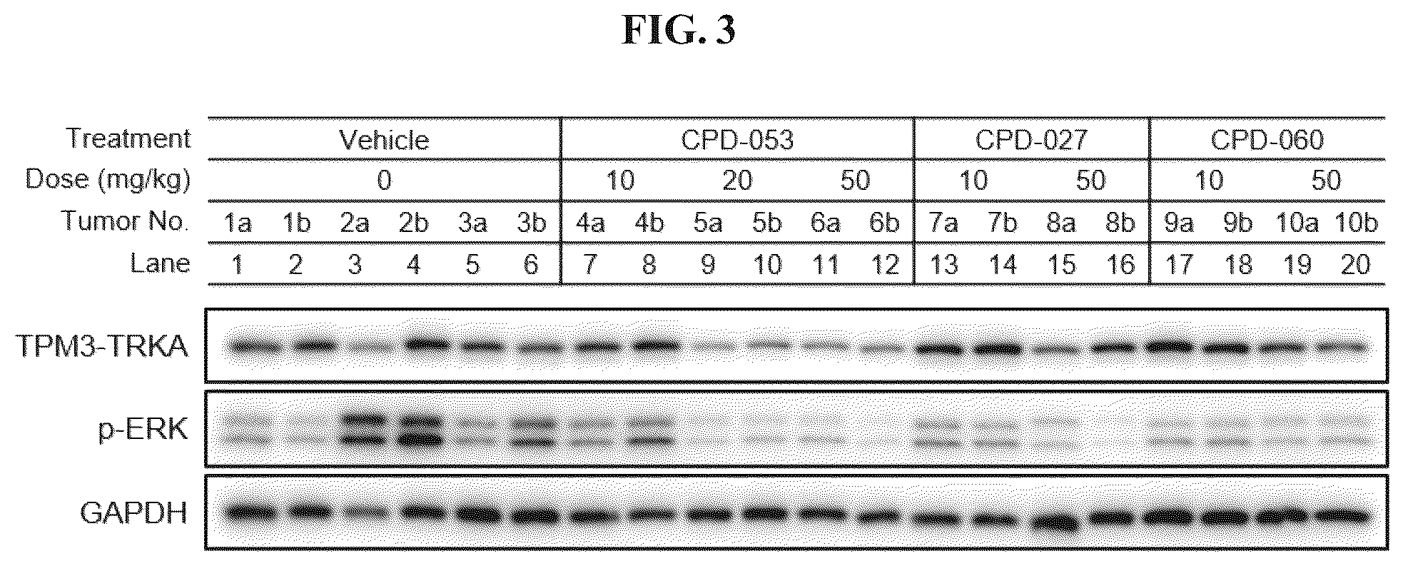 Patent US12410171 Figure 3 – Tropomyosin receptor kinase (TRK) degradation compounds and methods of use