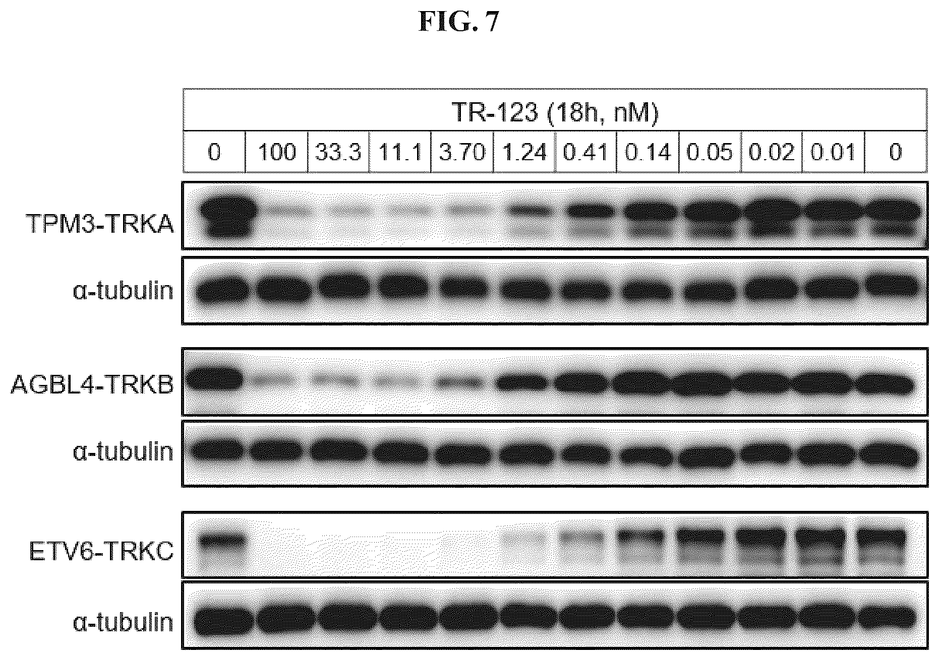 Patent US12410171 Figure 7 – Tropomyosin receptor kinase (TRK) degradation compounds and methods of use