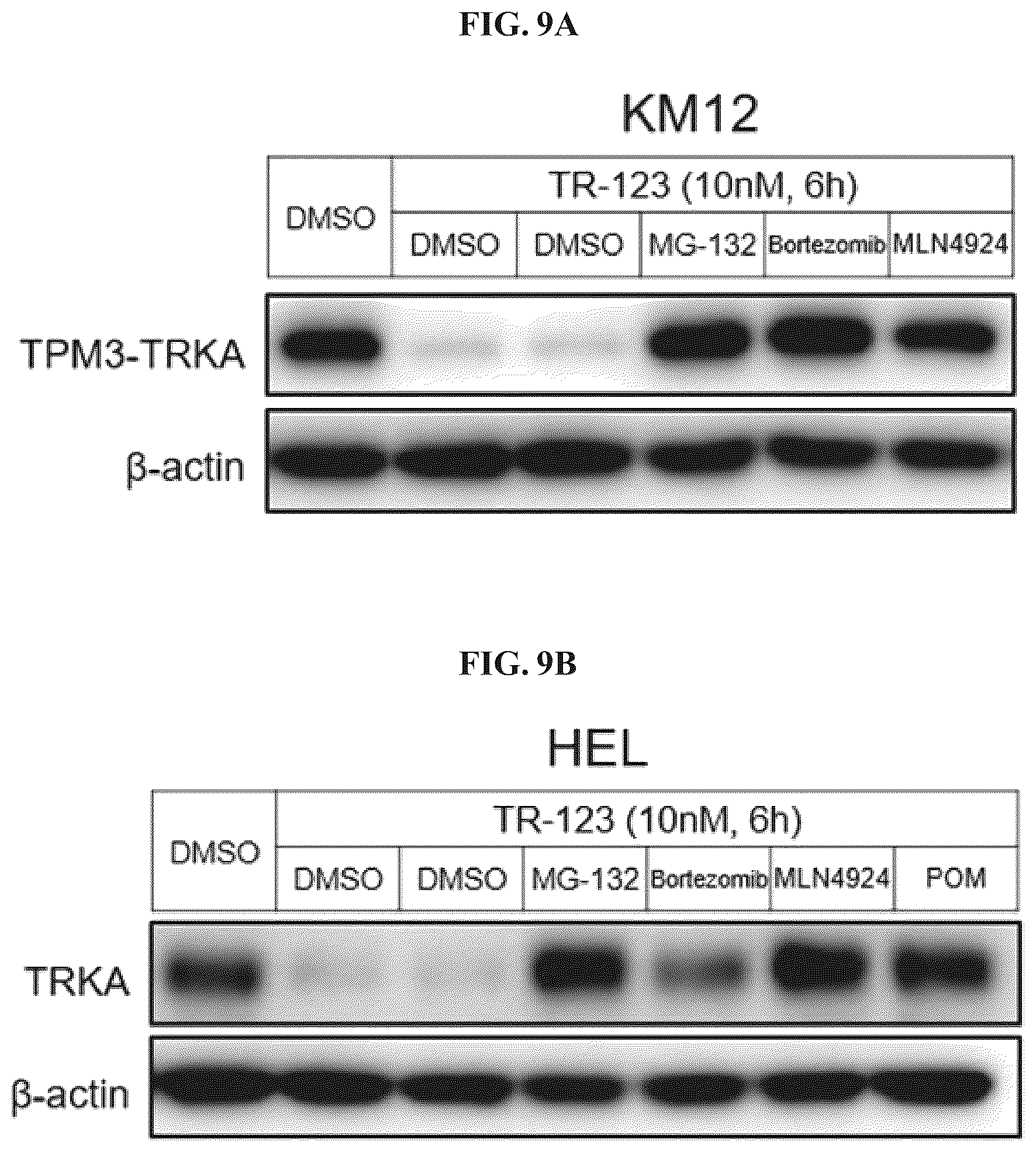 Patent US12410171 Figure 9 – Tropomyosin receptor kinase (TRK) degradation compounds and methods of use