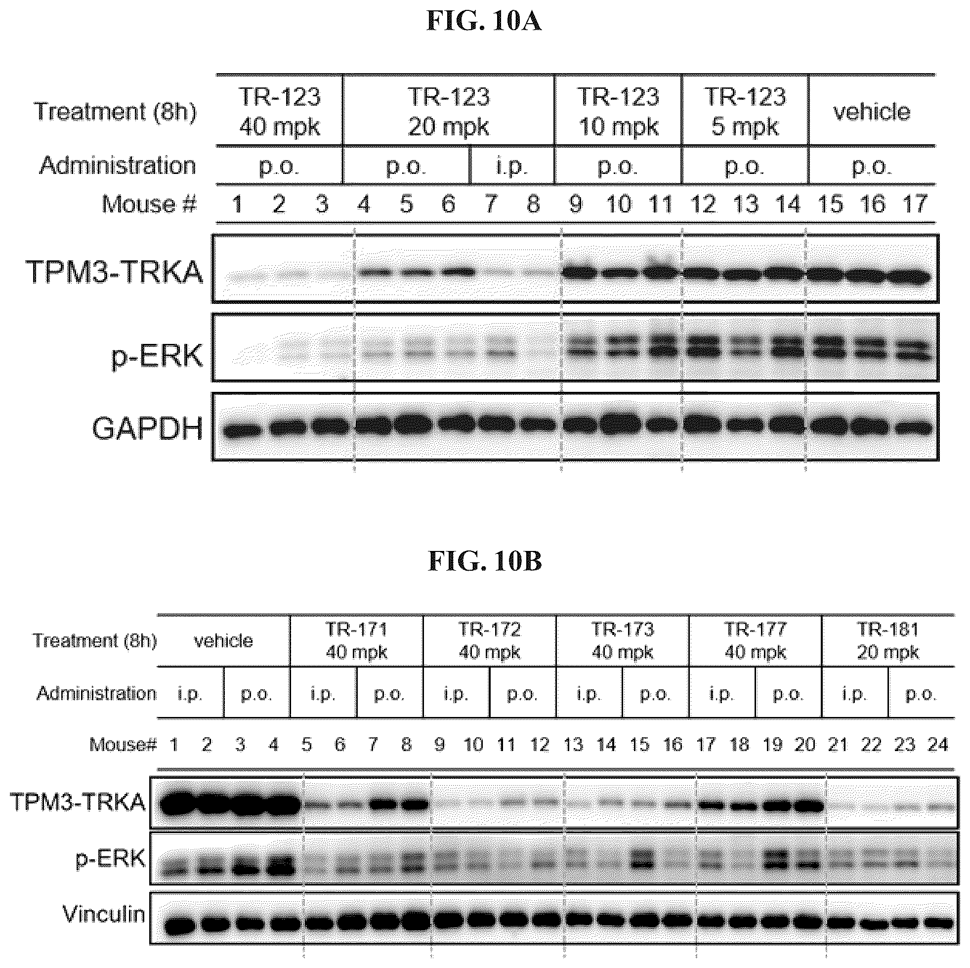 Patent US12410171 Figure 10 – Tropomyosin receptor kinase (TRK) degradation compounds and methods of use