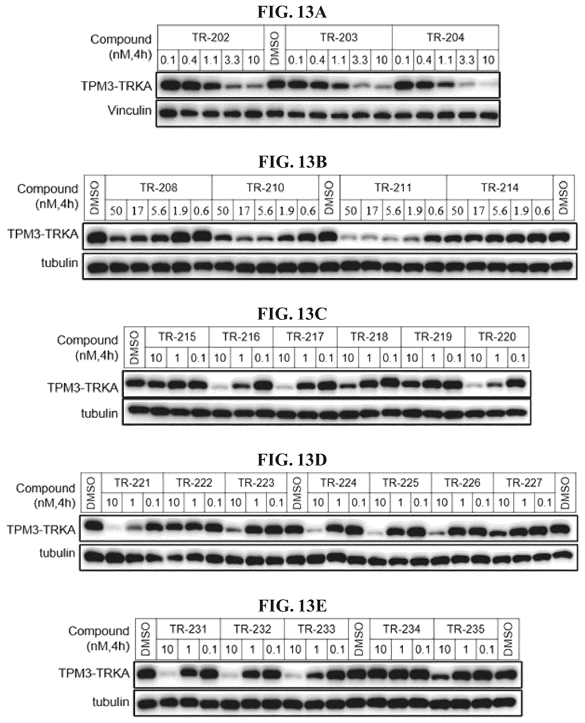 Patent US12410171 Figure 13 – Tropomyosin receptor kinase (TRK) degradation compounds and methods of use