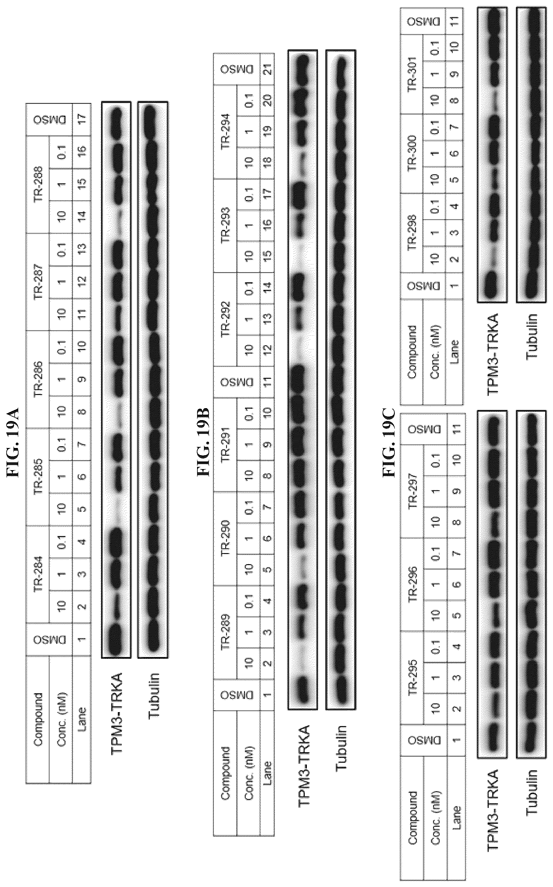 Patent US12410171 Figure 19 – Tropomyosin receptor kinase (TRK) degradation compounds and methods of use