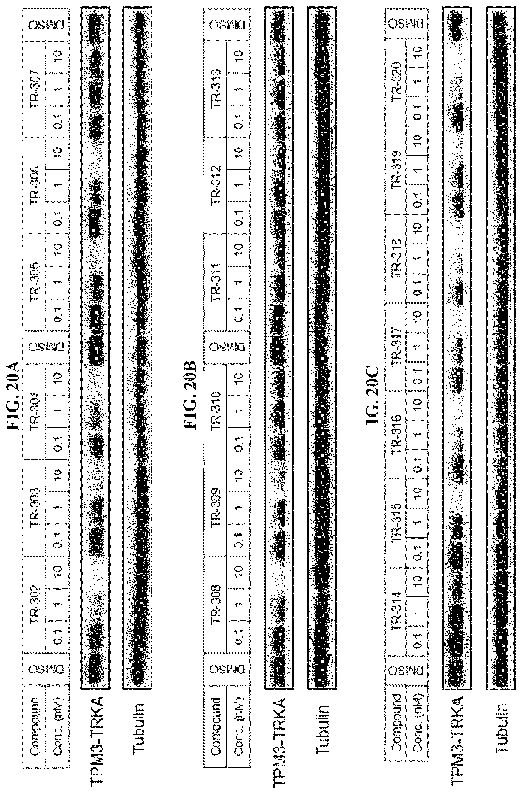 Patent US12410171 Figure 20 – Tropomyosin receptor kinase (TRK) degradation compounds and methods of use
