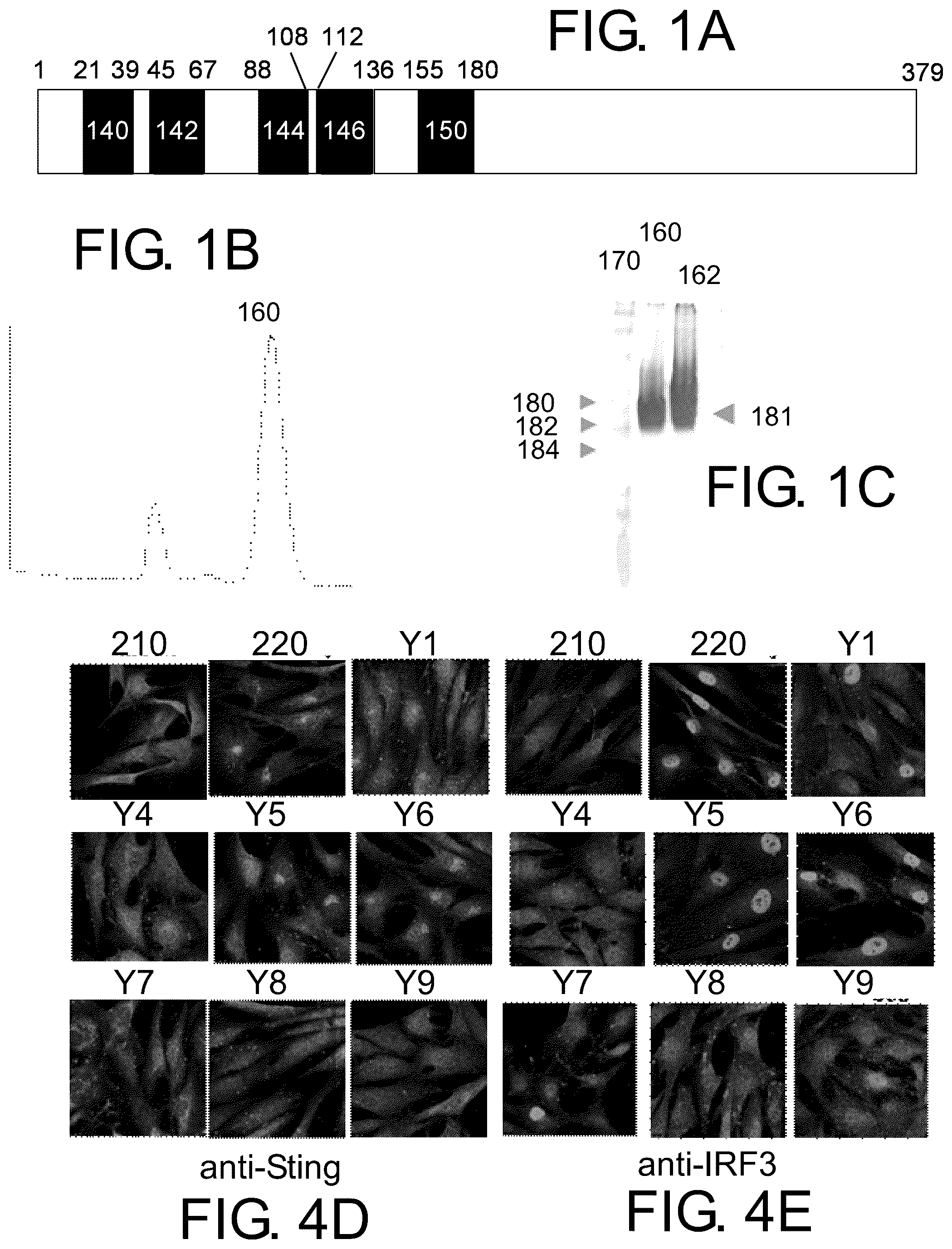 Patent US12410174 Figure 1 – Small molecular inhibitors of sting signaling compositions and methods of use