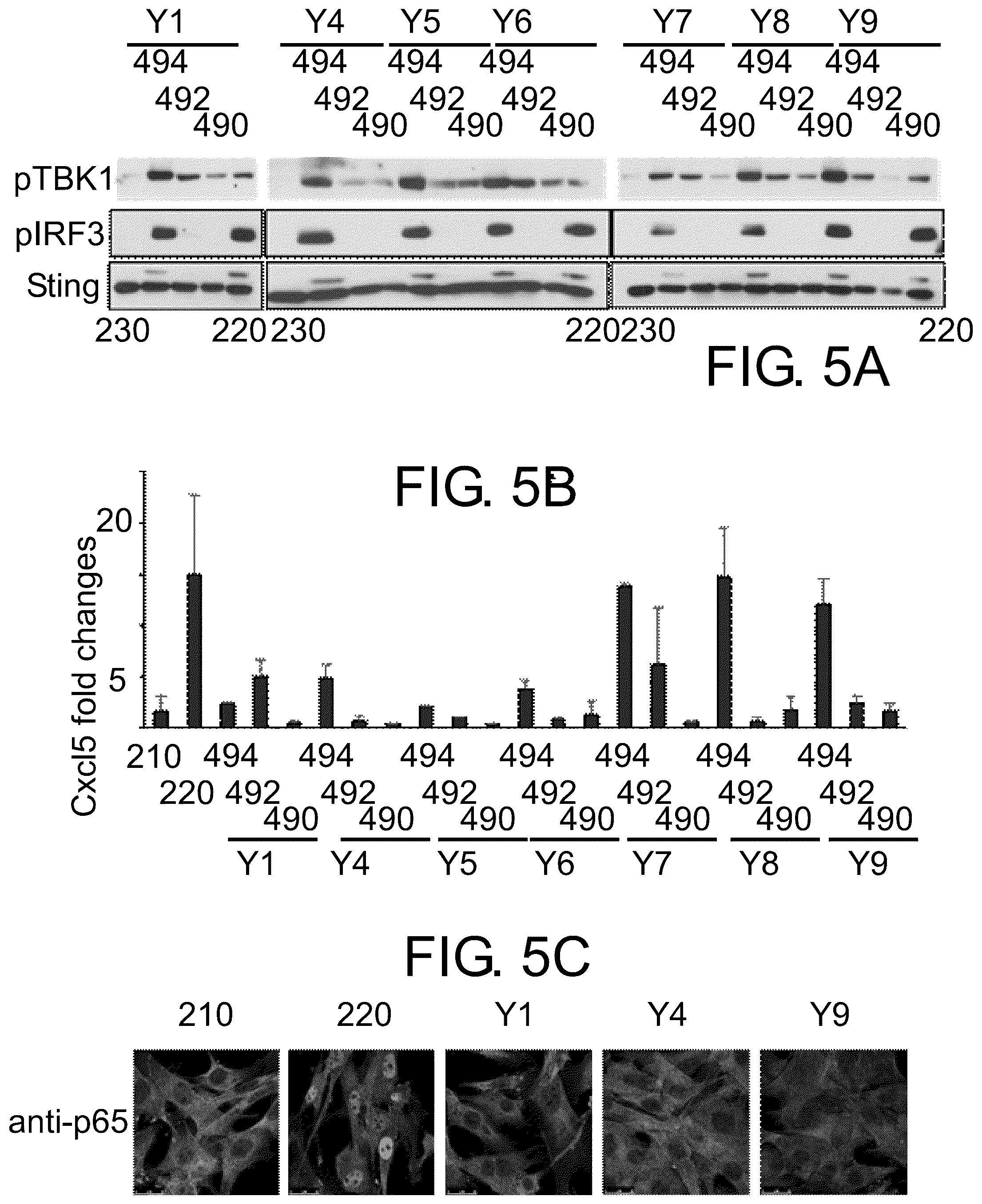 Patent US12410174 Figure 5 – Small molecular inhibitors of sting signaling compositions and methods of use