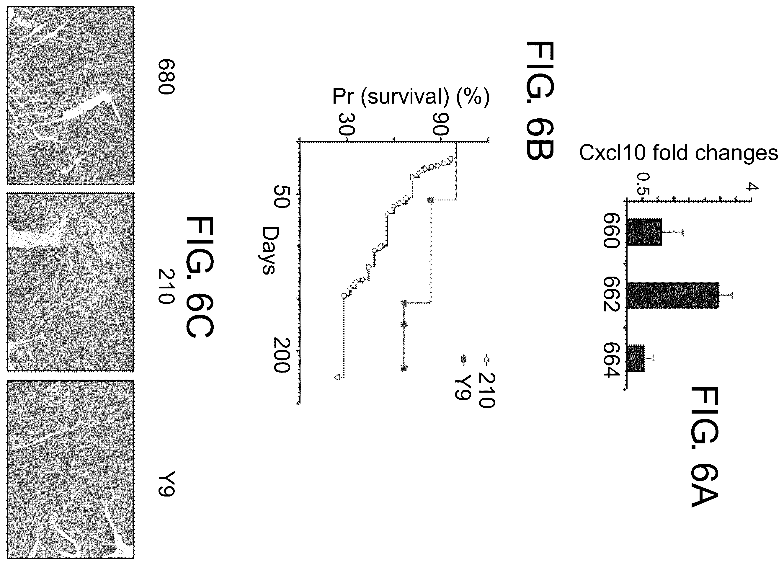 Patent US12410174 Figure 6 – Small molecular inhibitors of sting signaling compositions and methods of use