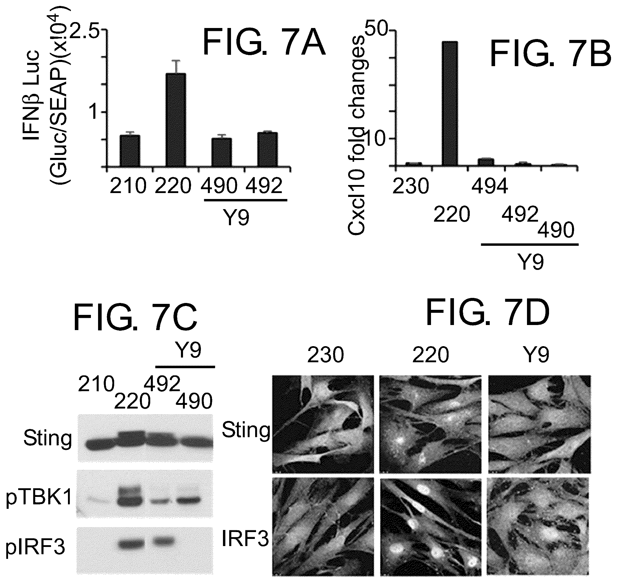 Patent US12410174 Figure 7 – Small molecular inhibitors of sting signaling compositions and methods of use