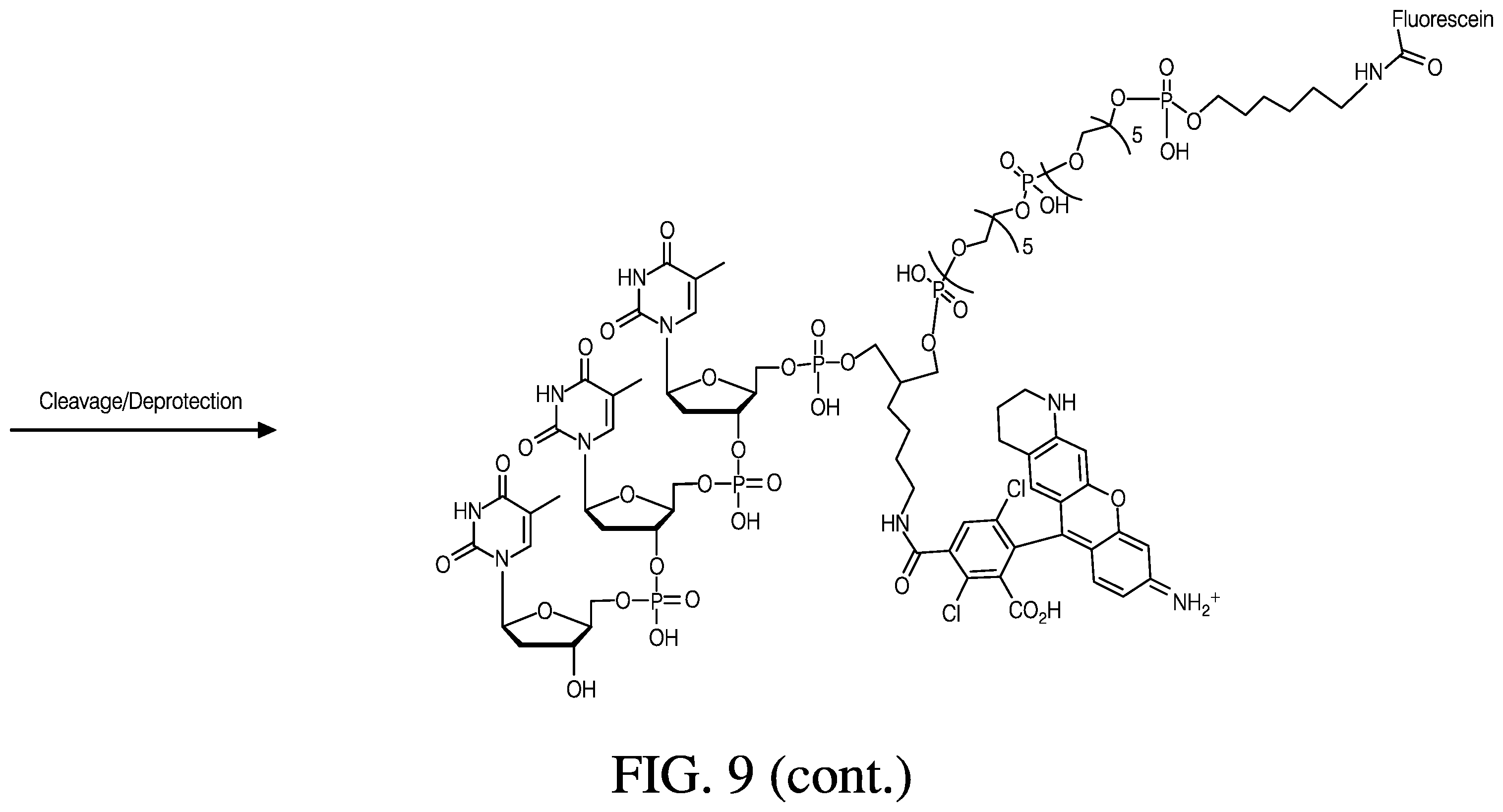 Patent US12410181 Figure 16 – Modified rhodamine dye and use thereof in biological assays