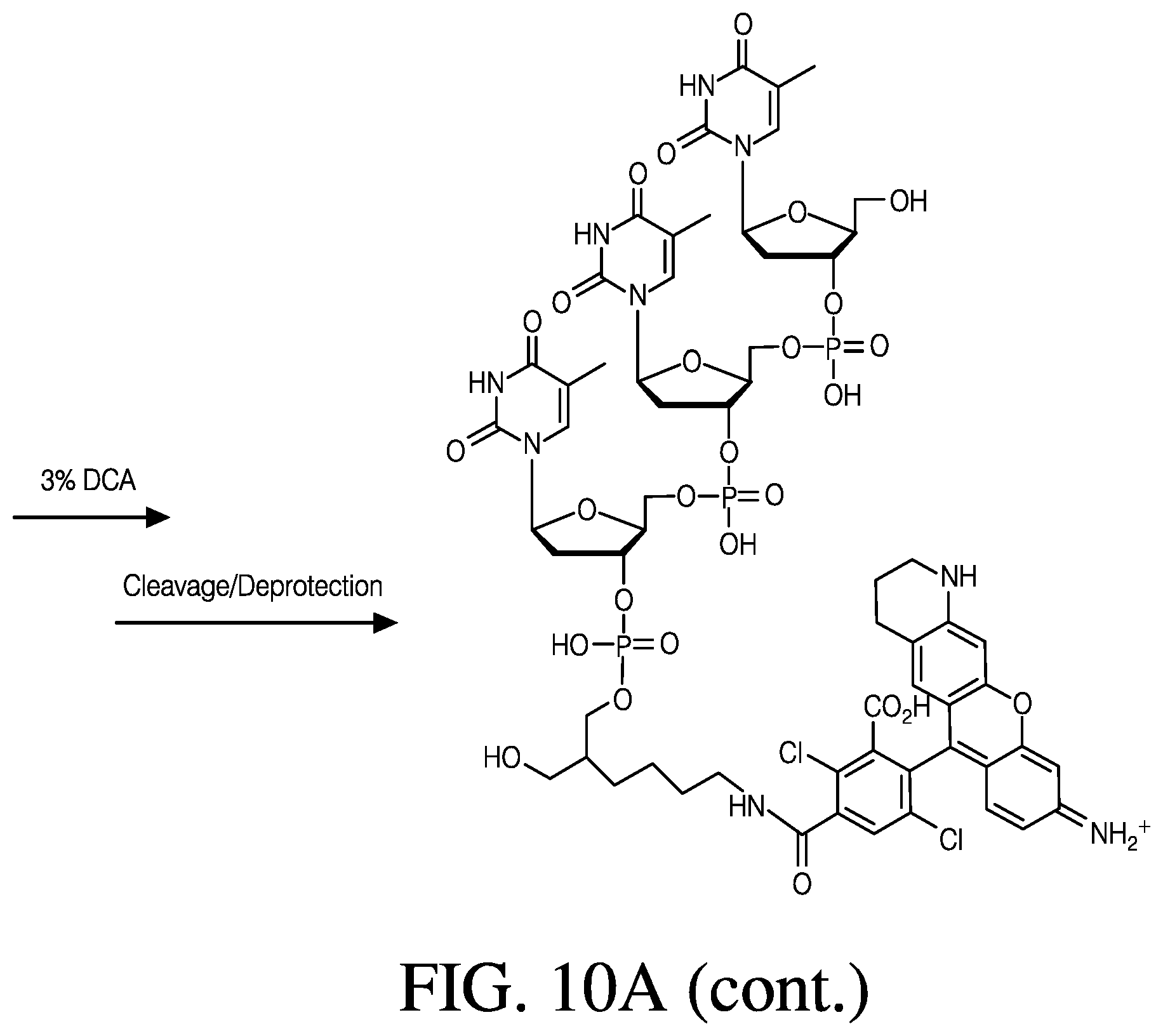 Patent US12410181 Figure 19 – Modified rhodamine dye and use thereof in biological assays