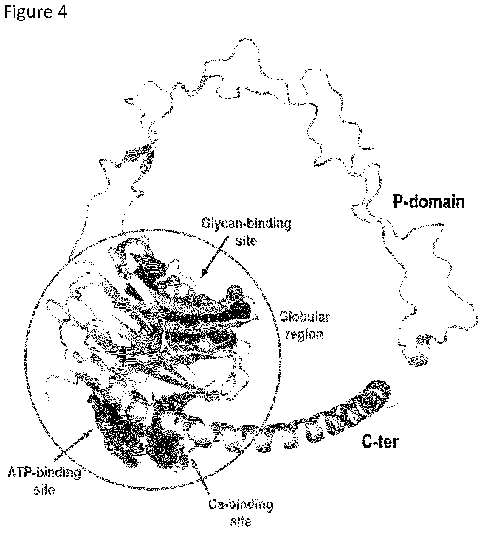 Patent US12410185 Figure 4 – Compounds targeting mutant calreticulin