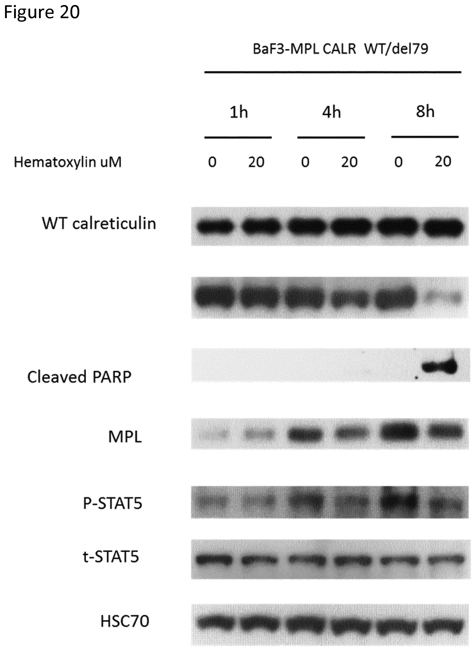 Patent US12410185 Figure 20 – Compounds targeting mutant calreticulin