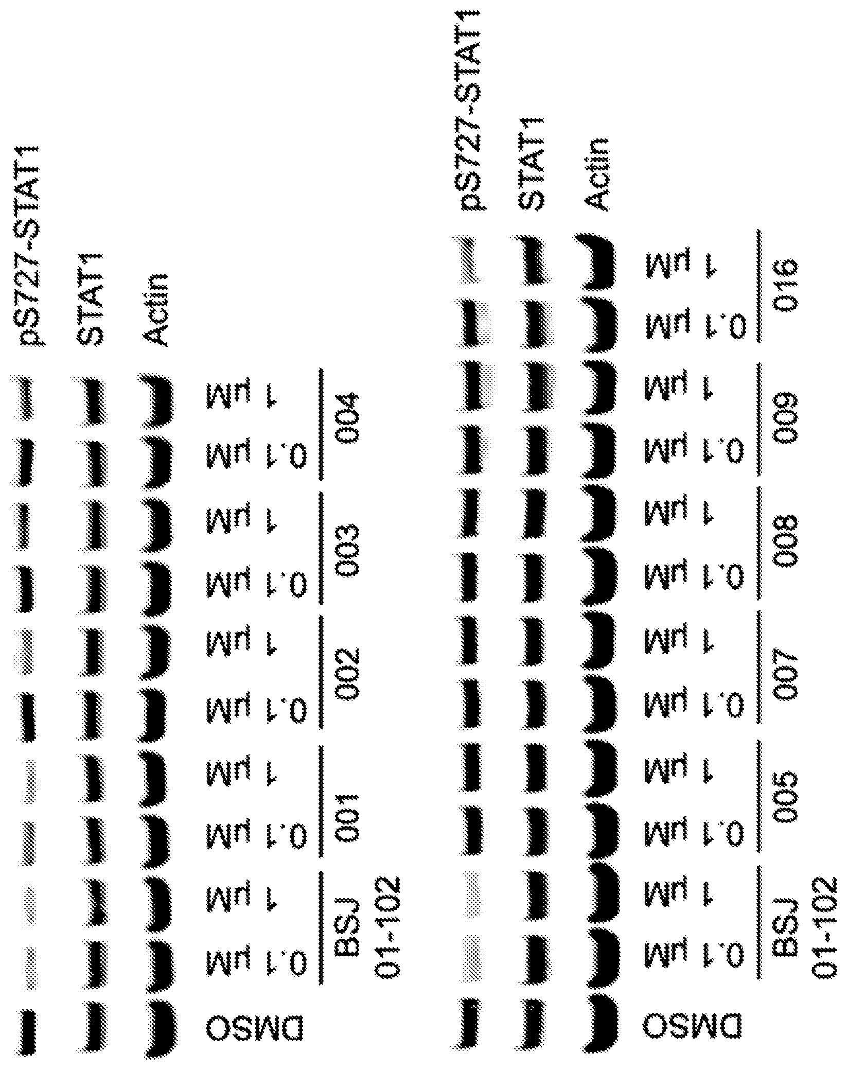 Patent US12410194 Figure 1 – Potent and selective azaindole inhibitors of CDK8 and CDK19
