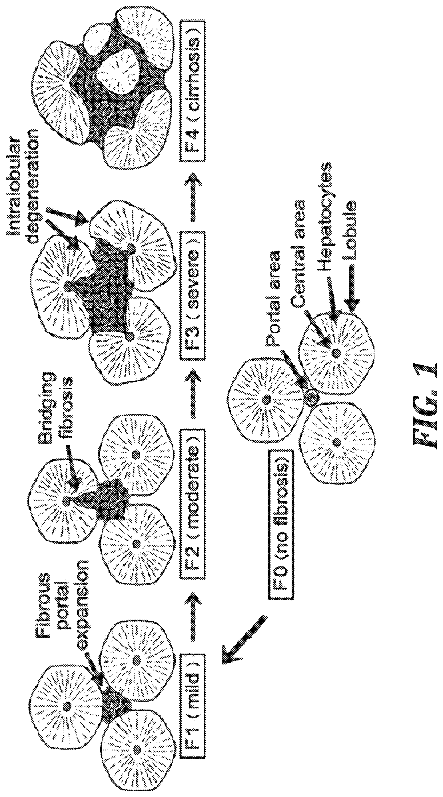 Patent US12410211 Figure 1 – V1A receptor partial agonist and method of use