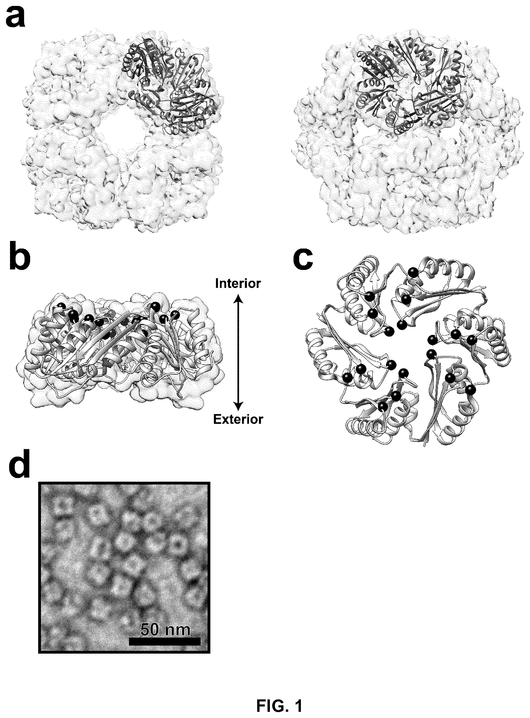 Patent US12410213 Figure 1 – Polypeptides self-assembling into nanoparticles