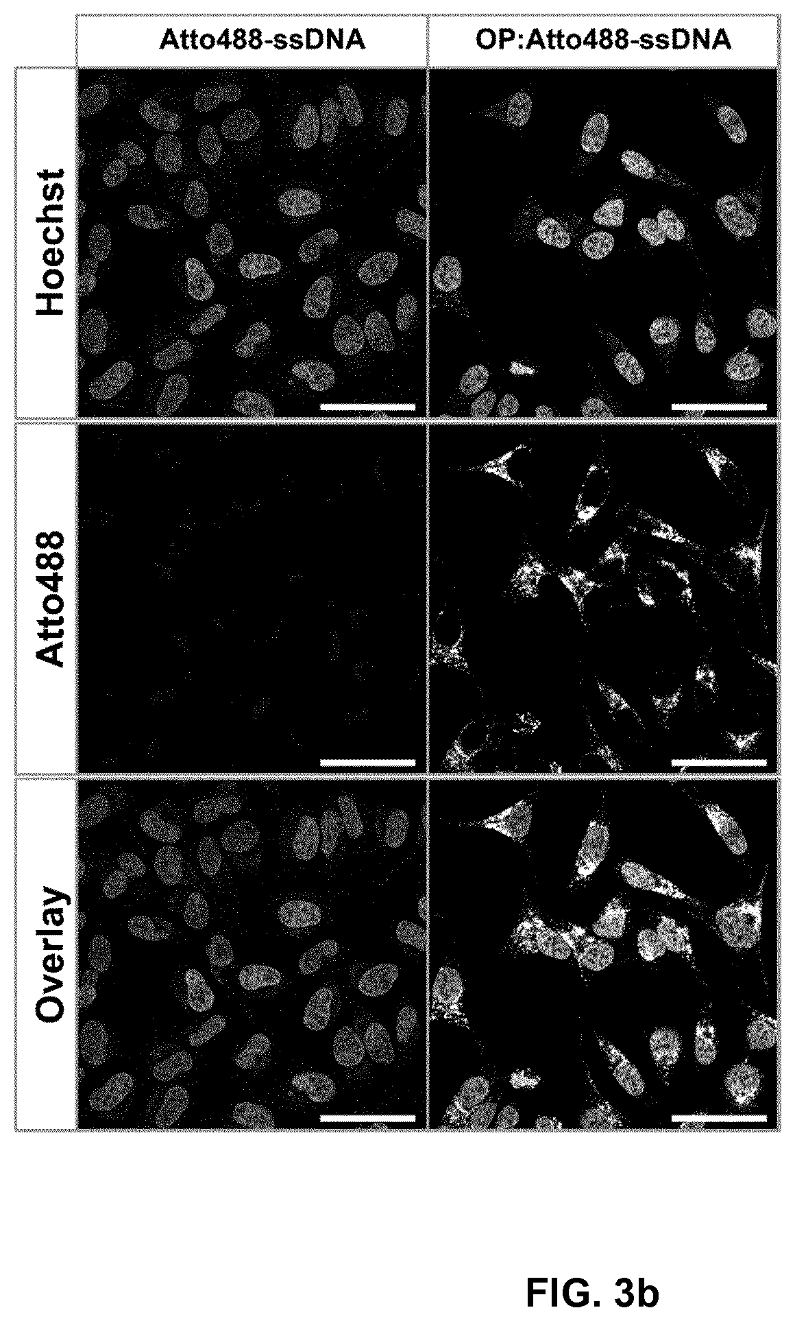 Patent US12410213 Figure 5 – Polypeptides self-assembling into nanoparticles