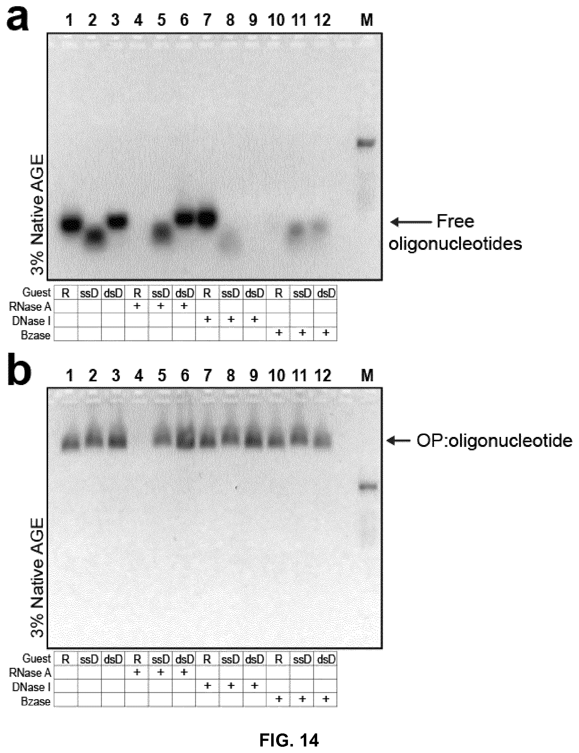 Patent US12410213 Figure 15 – Polypeptides self-assembling into nanoparticles