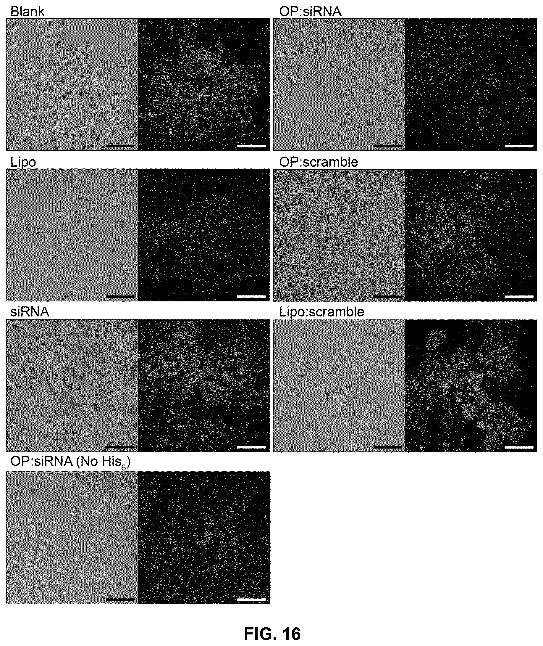 Patent US12410213 Figure 17 – Polypeptides self-assembling into nanoparticles