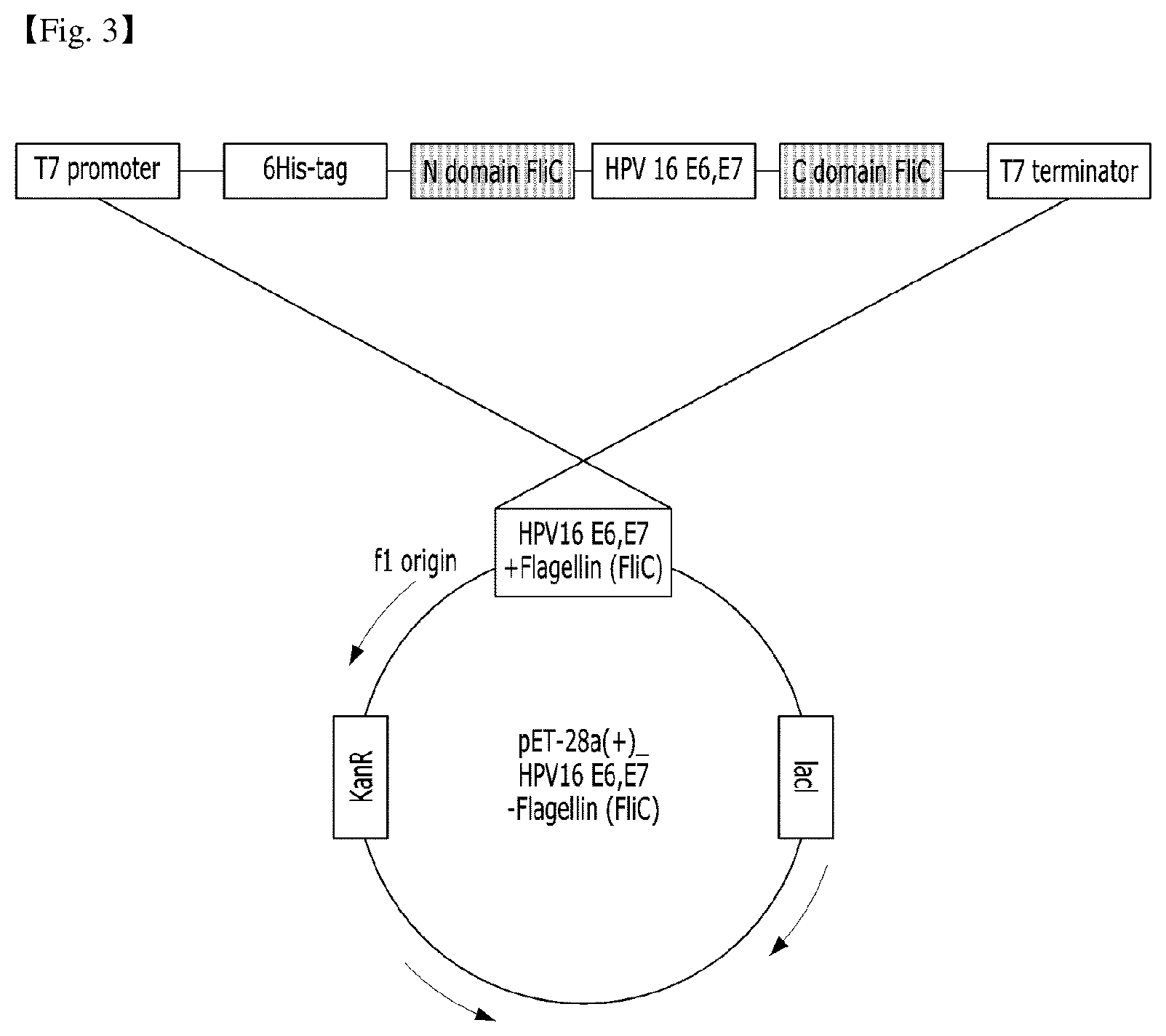 Patent US12410214 Figure 2 – Structurally modified chimeric polypeptide of human papillomavirus, recombinant protein comprising same polypeptide, and use of same protein
