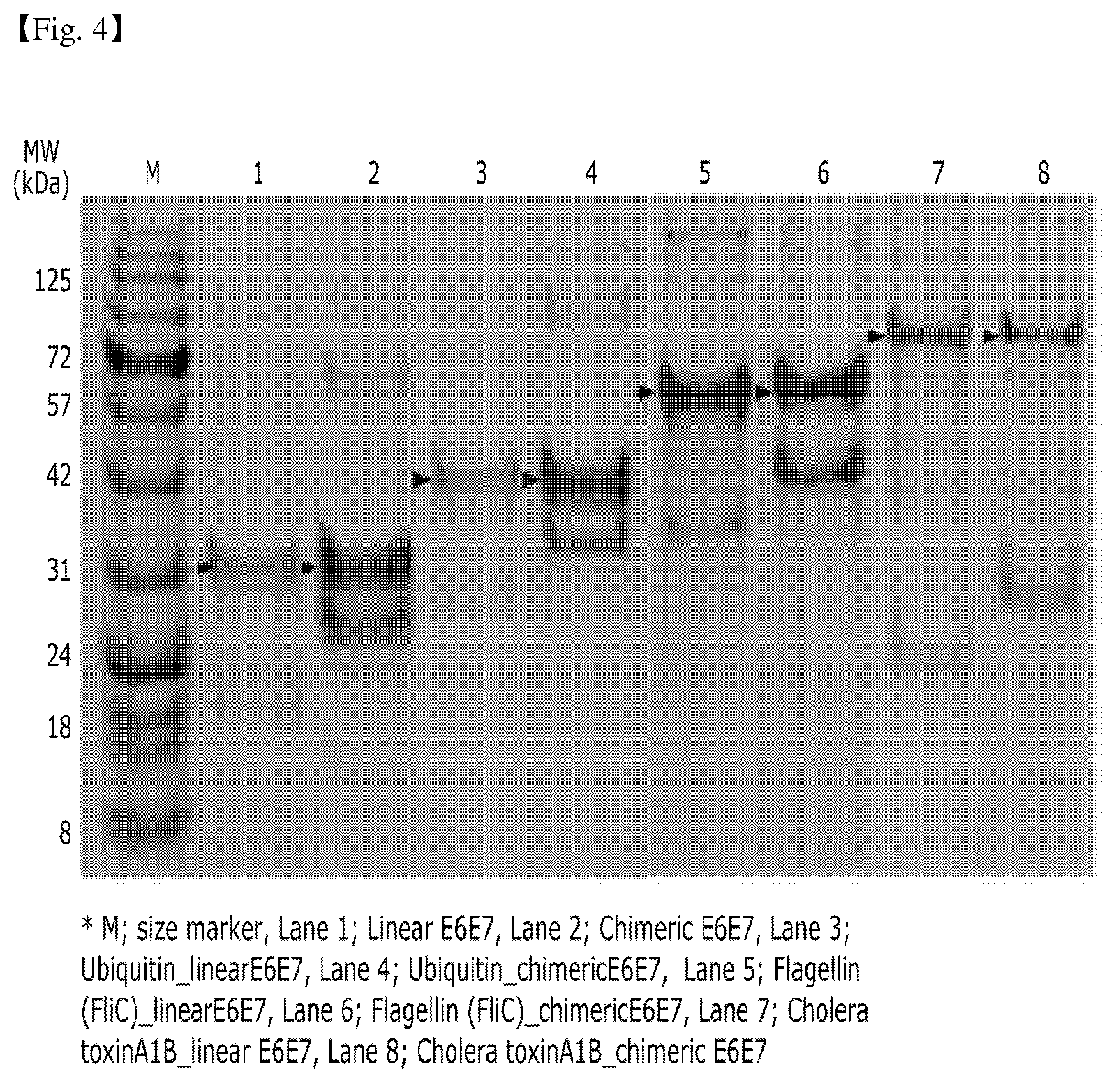 Patent US12410214 Figure 3 – Structurally modified chimeric polypeptide of human papillomavirus, recombinant protein comprising same polypeptide, and use of same protein