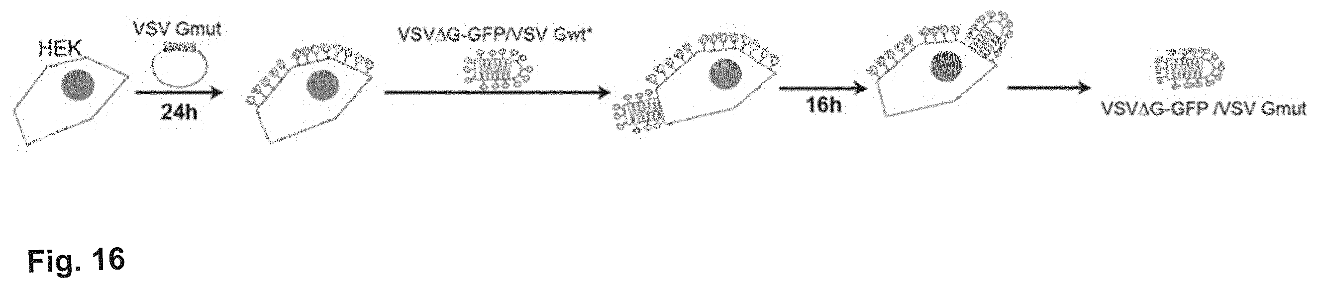 Patent US12410215 Figure 10 – Mutated glycoprotein of vesicular stomatitis virus