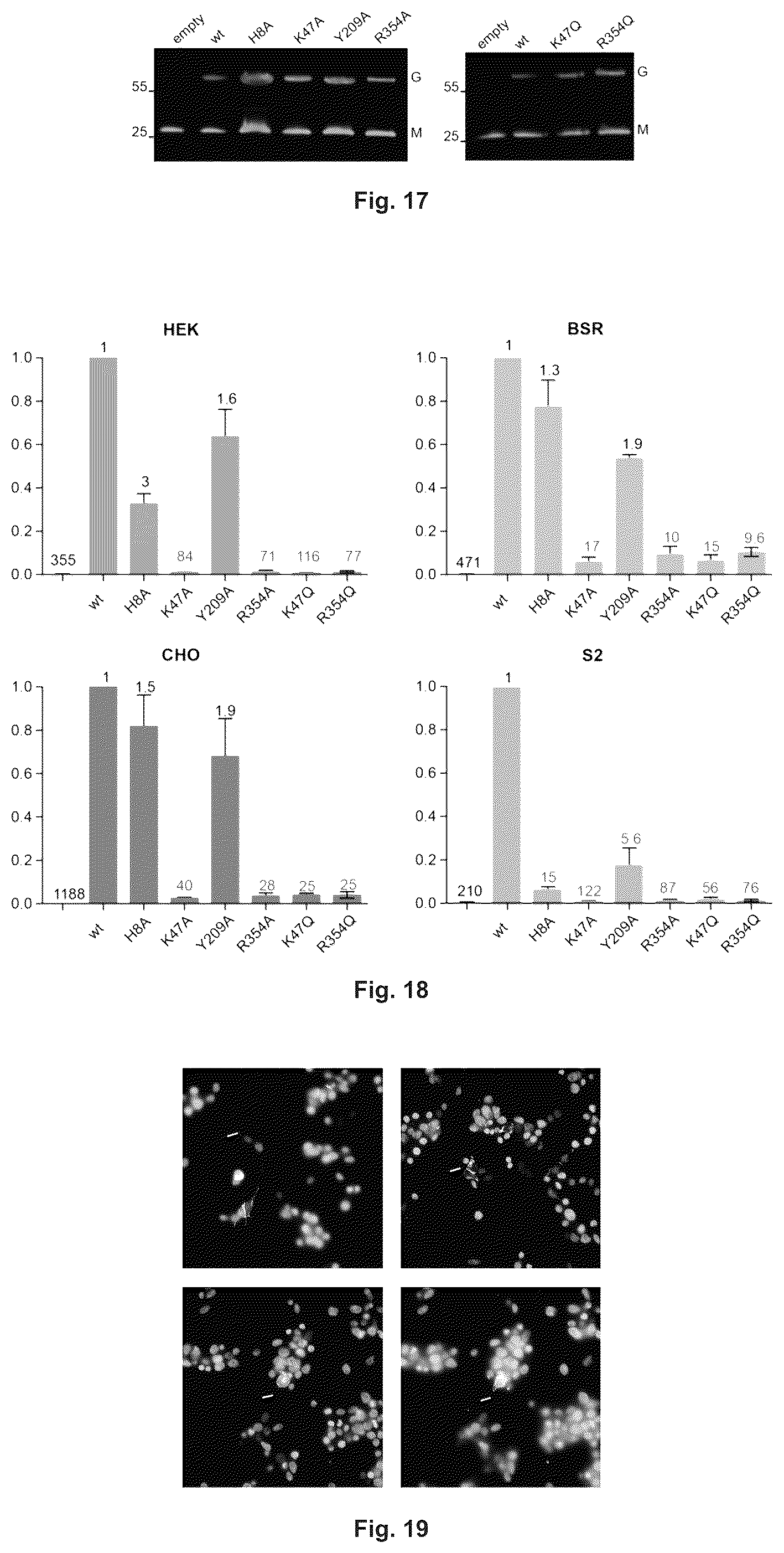 Patent US12410215 Figure 11 – Mutated glycoprotein of vesicular stomatitis virus