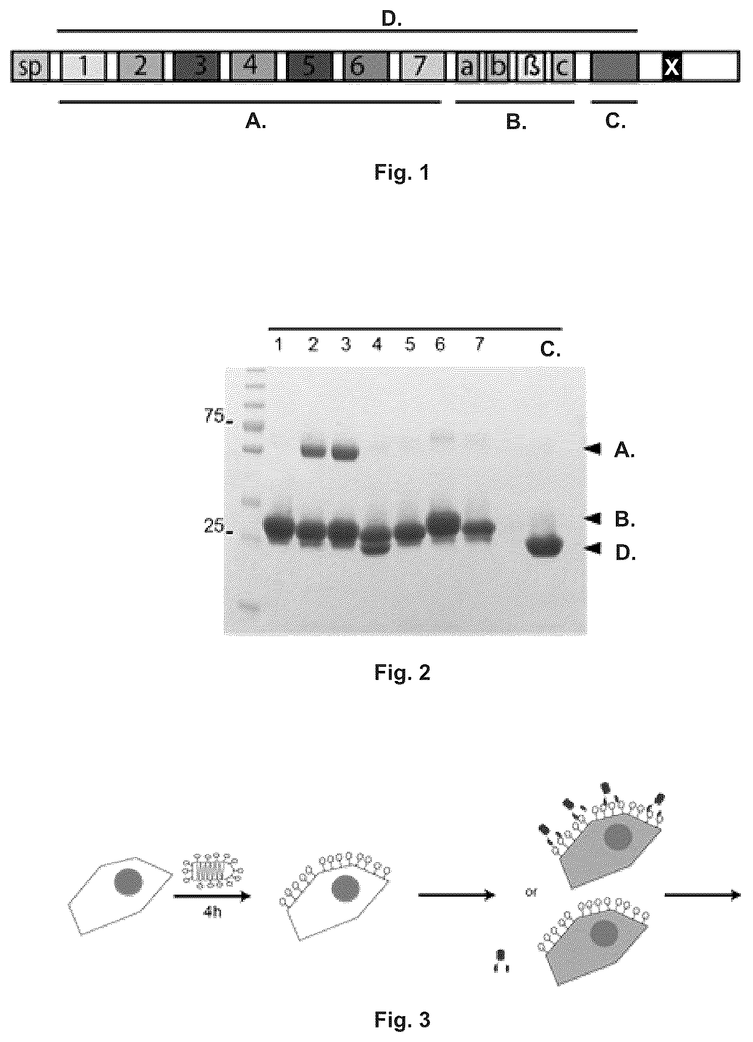 Patent US12410216 Figure 1 – Mutated glycoprotein of vesicular stomatitis virus