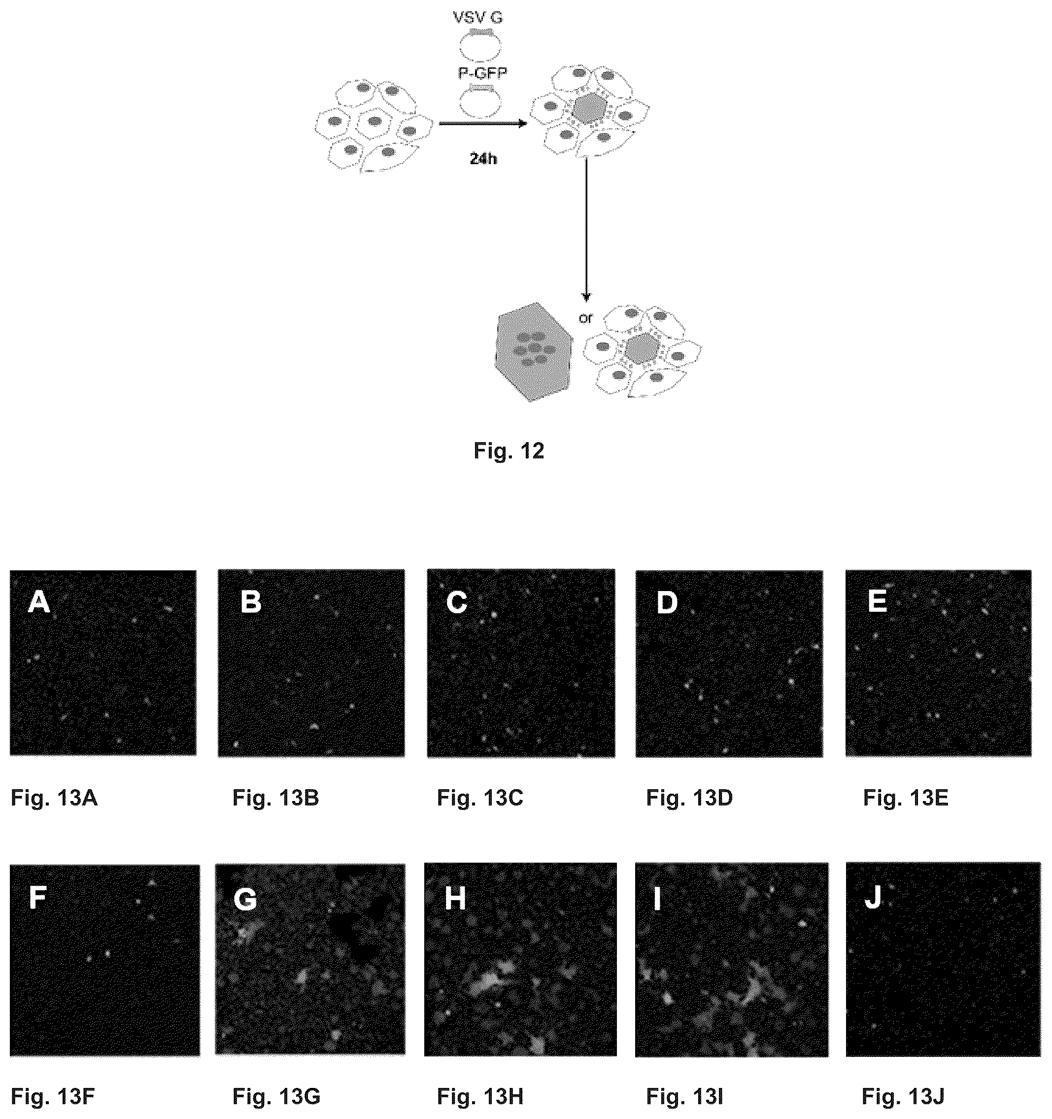 Patent US12410216 Figure 7 – Mutated glycoprotein of vesicular stomatitis virus