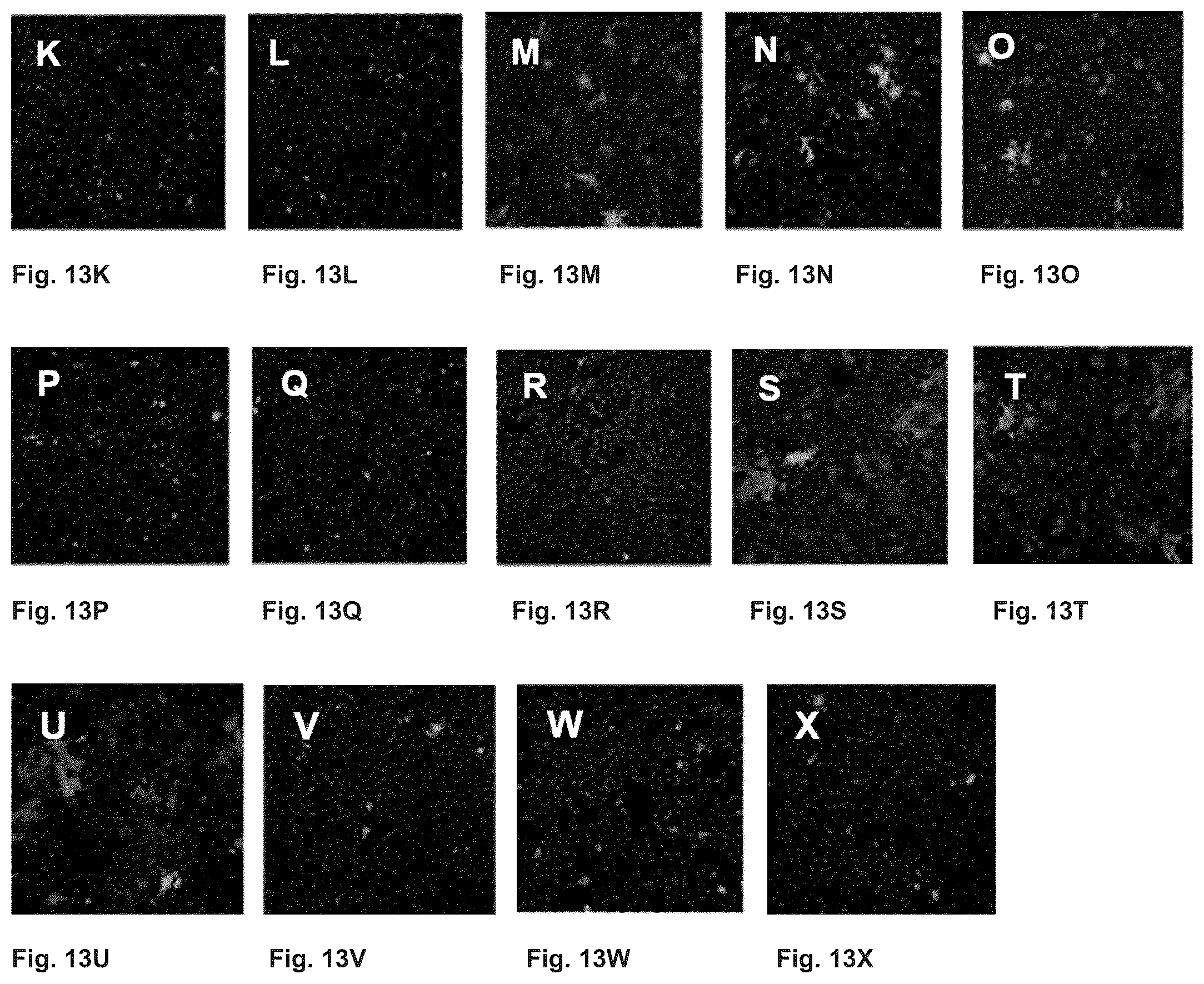Patent US12410216 Figure 8 – Mutated glycoprotein of vesicular stomatitis virus