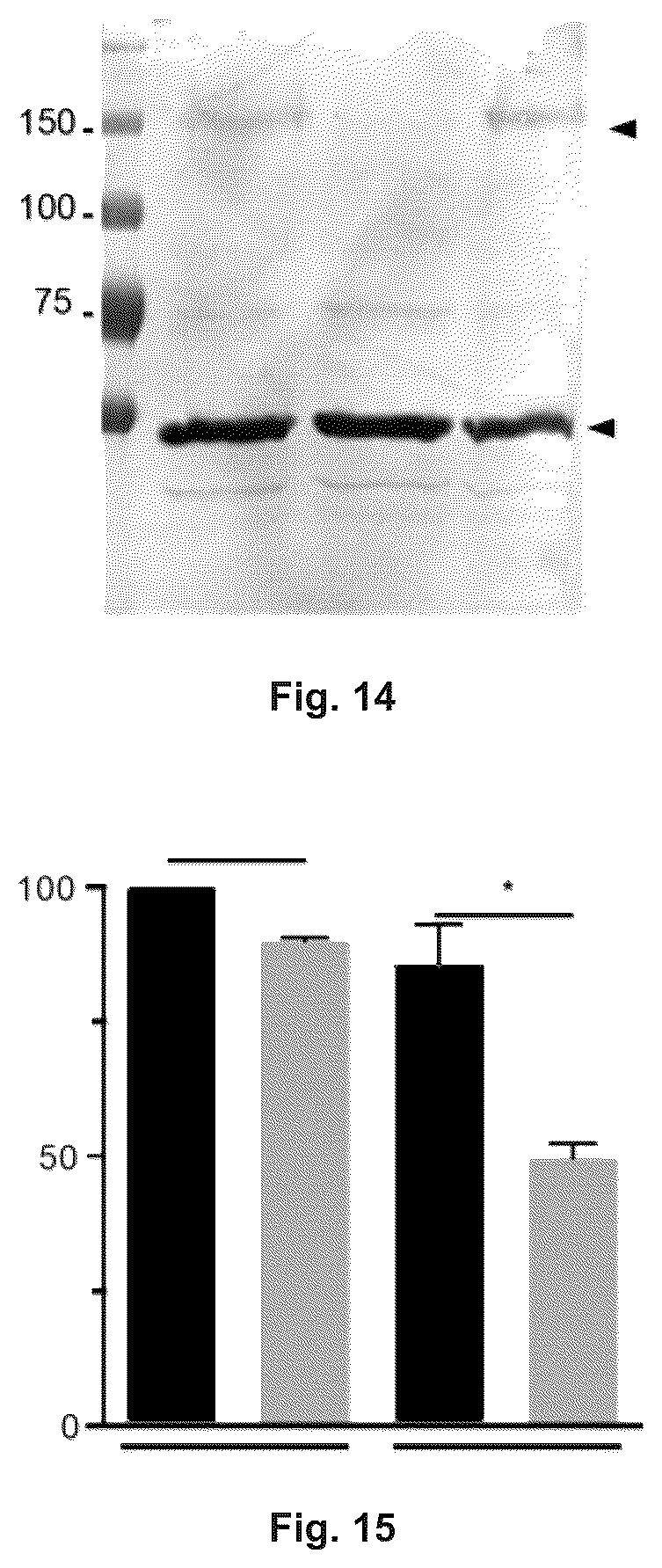 Patent US12410216 Figure 9 – Mutated glycoprotein of vesicular stomatitis virus