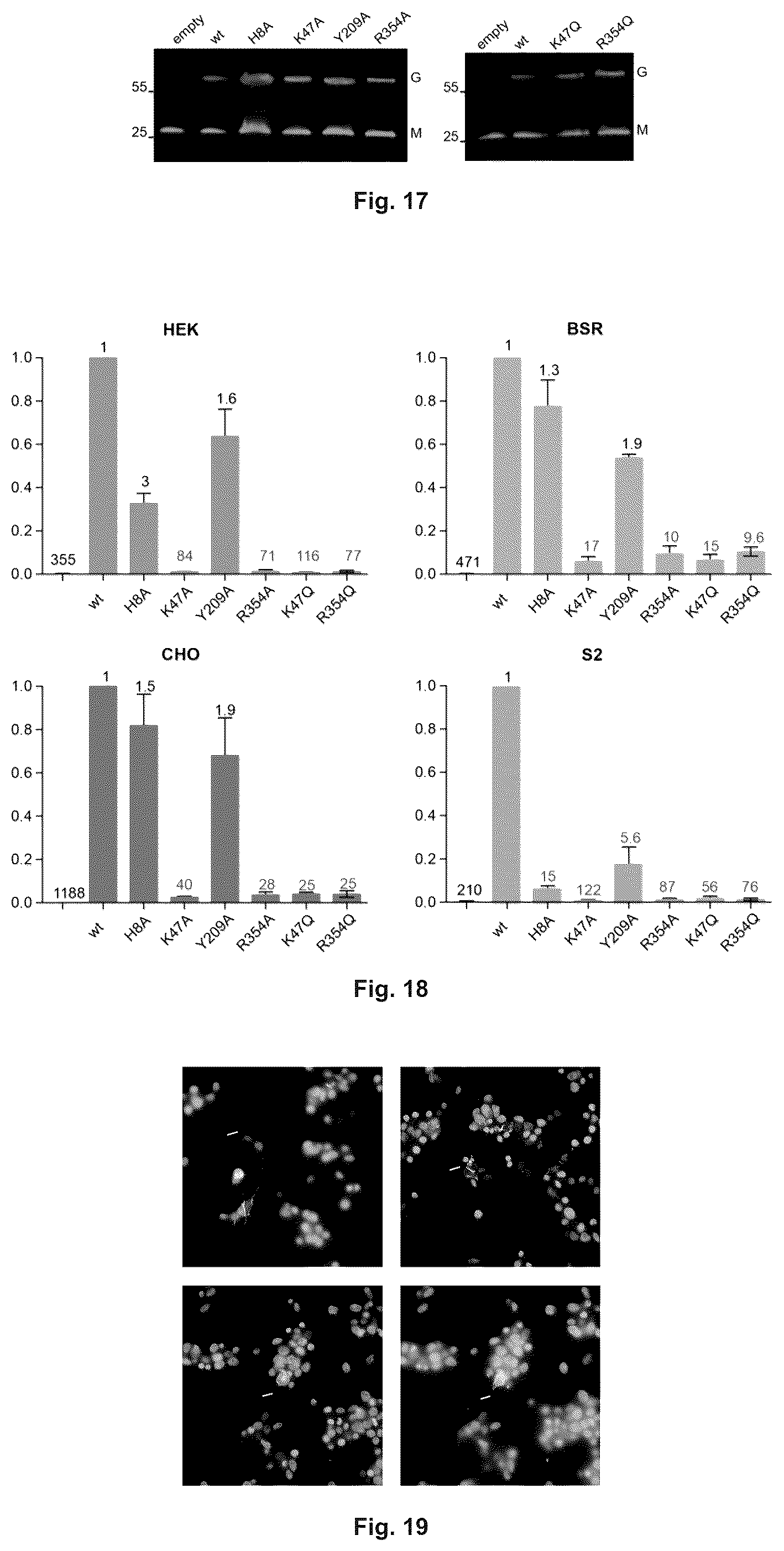Patent US12410216 Figure 11 – Mutated glycoprotein of vesicular stomatitis virus