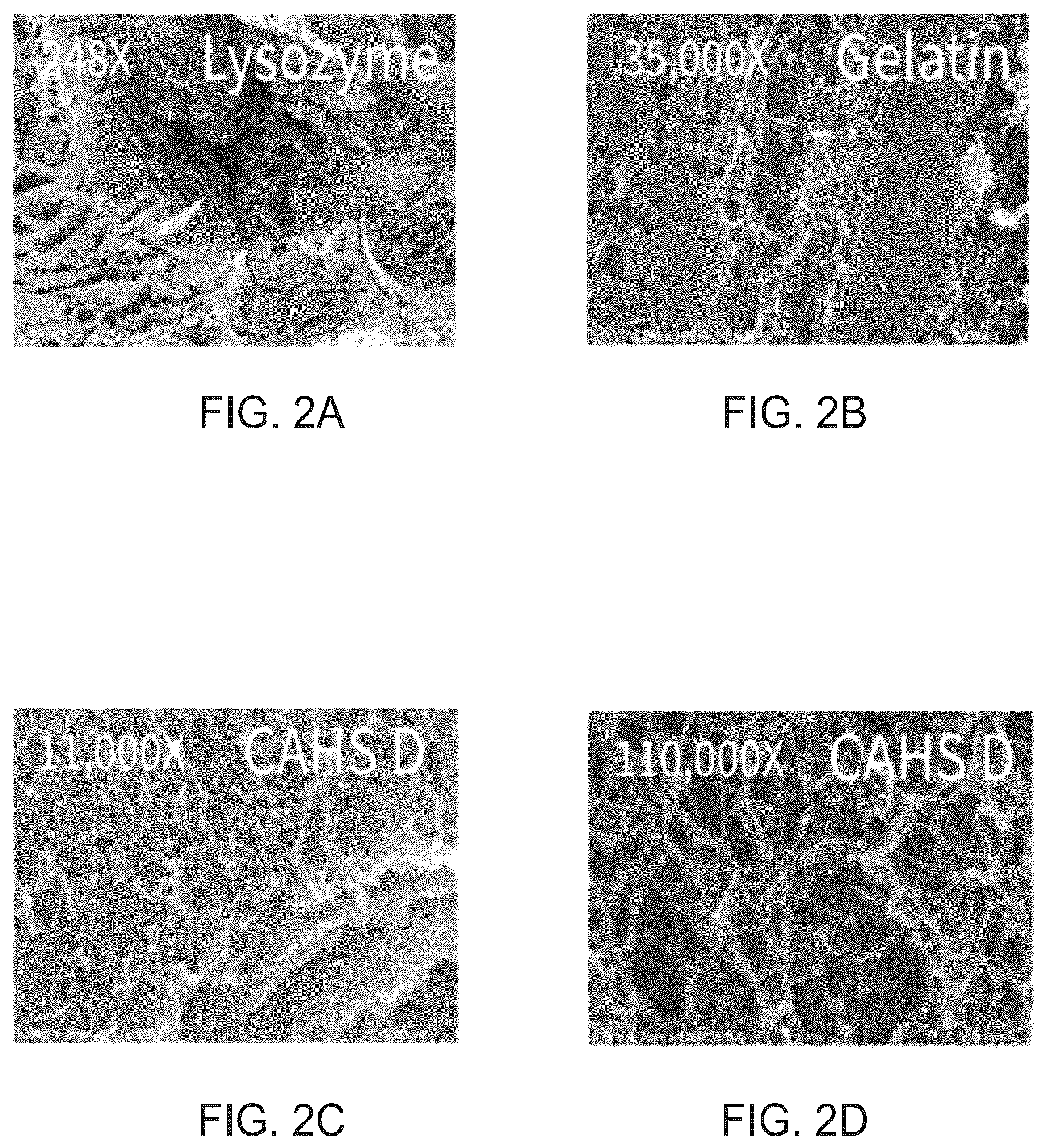 Patent US12410217 Figure 2 – Proteins for stabilization of biological material