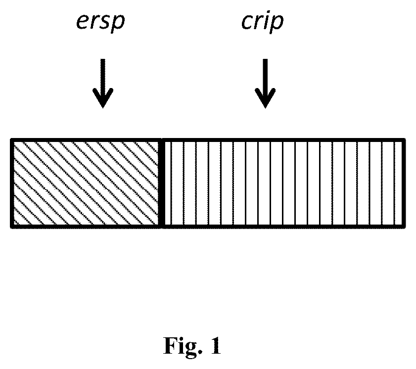 Patent US12410218 Figure 1 – Insecticidal peptide production and combination of cysteine rich peptides