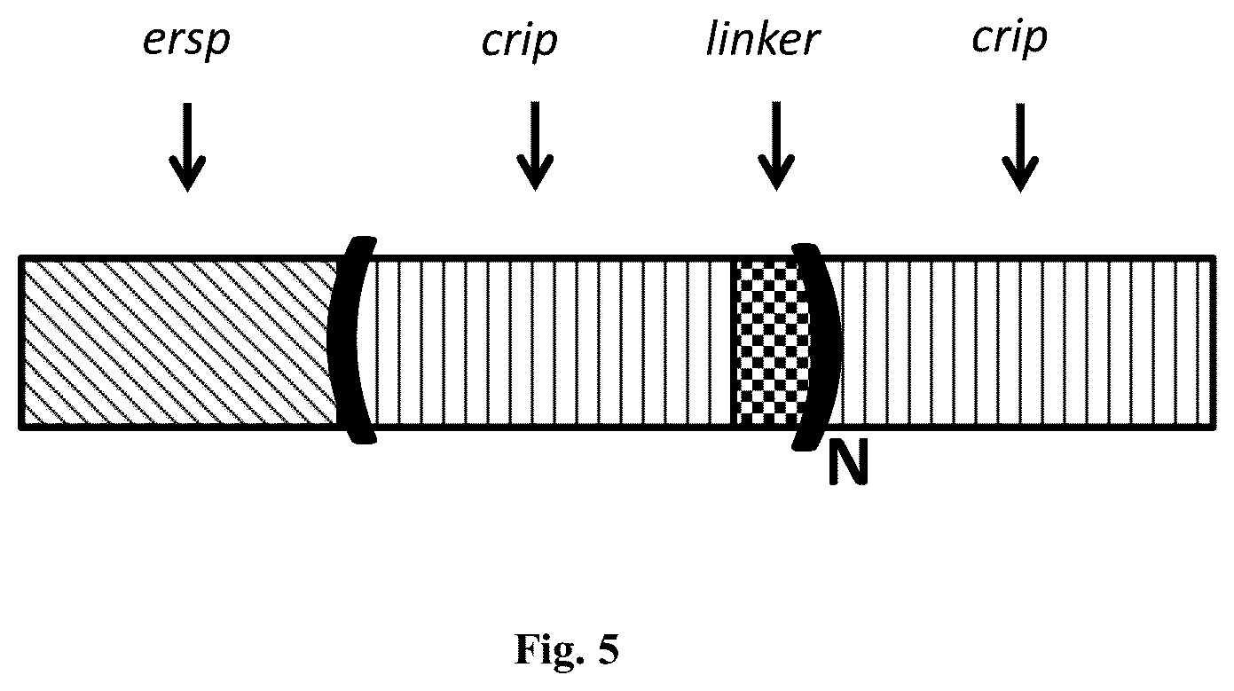 Patent US12410218 Figure 5 – Insecticidal peptide production and combination of cysteine rich peptides