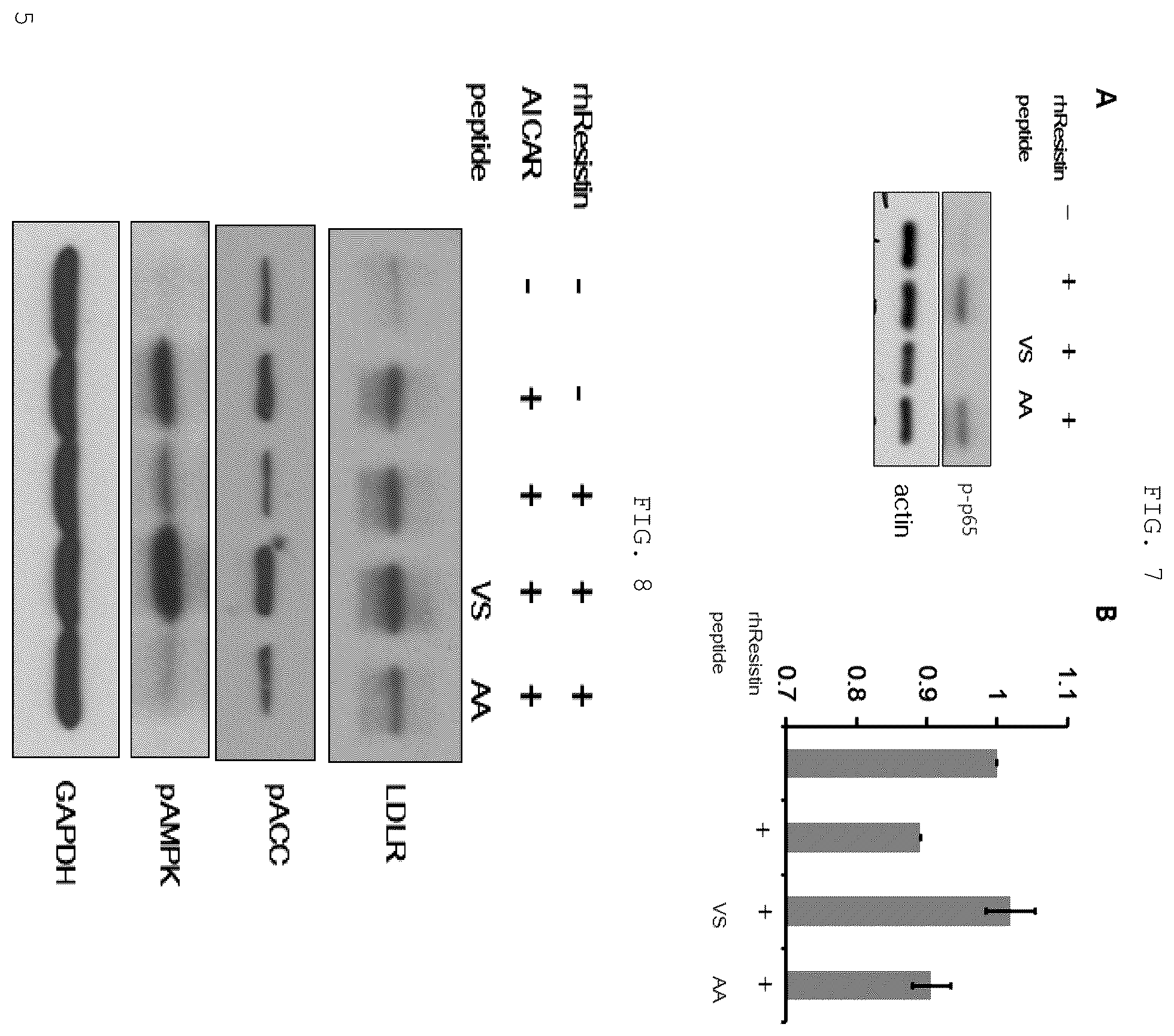 Patent US12410219 Figure 4 – Polypeptide derived from CAP1 and pharmaceutical composition comprising same as effective ingredient