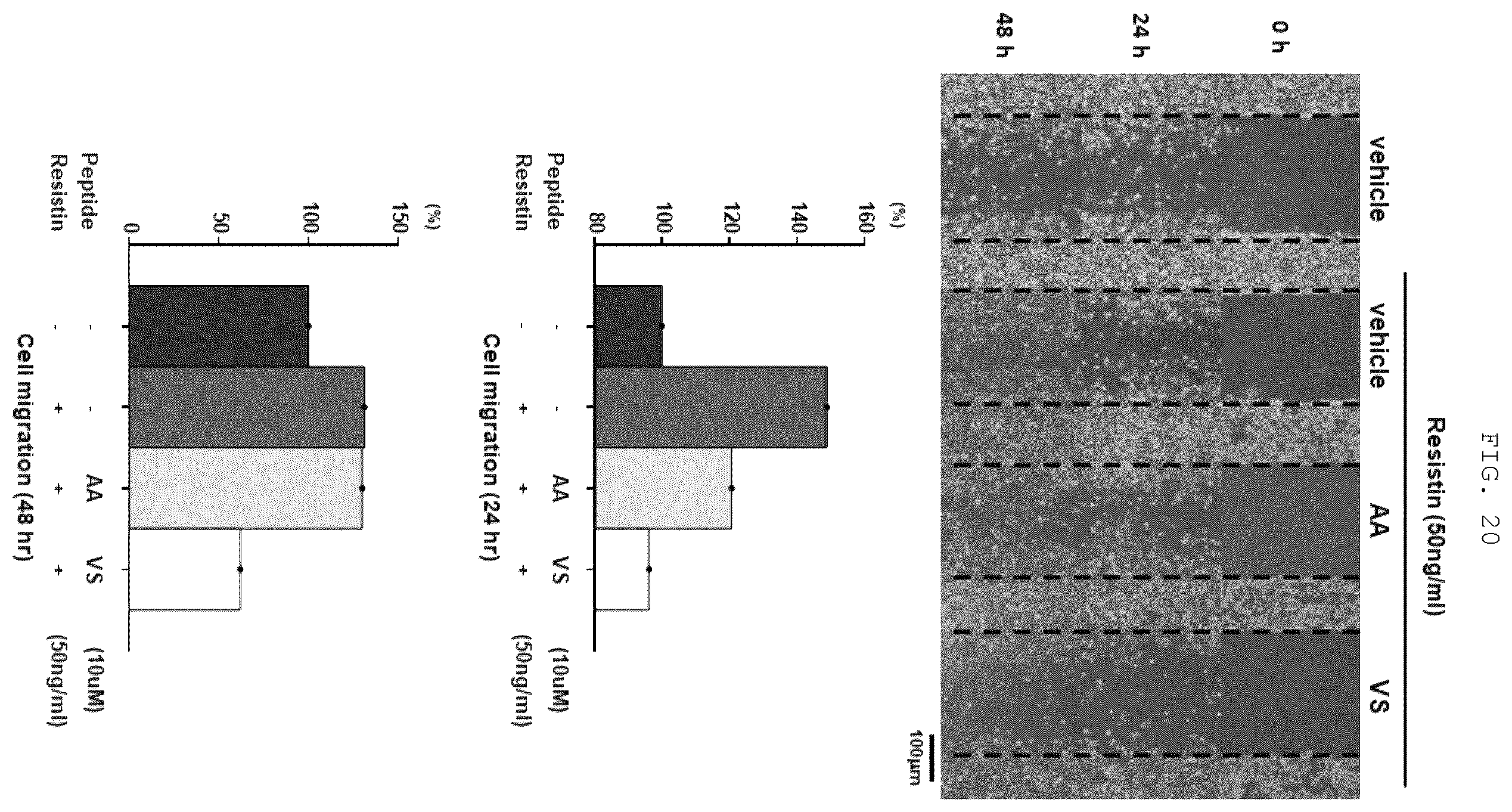 Patent US12410219 Figure 12 – Polypeptide derived from CAP1 and pharmaceutical composition comprising same as effective ingredient
