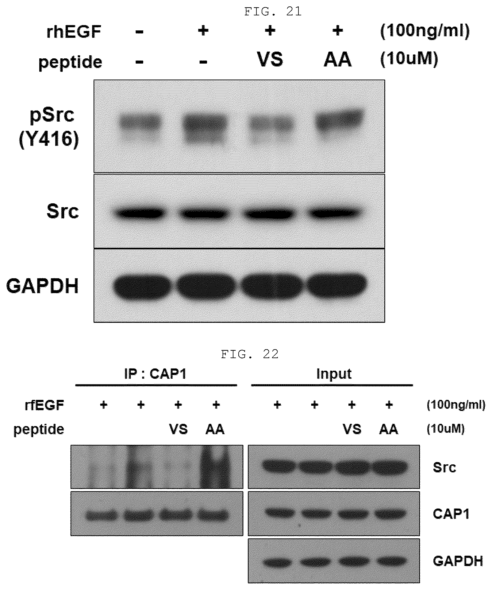 Patent US12410219 Figure 13 – Polypeptide derived from CAP1 and pharmaceutical composition comprising same as effective ingredient