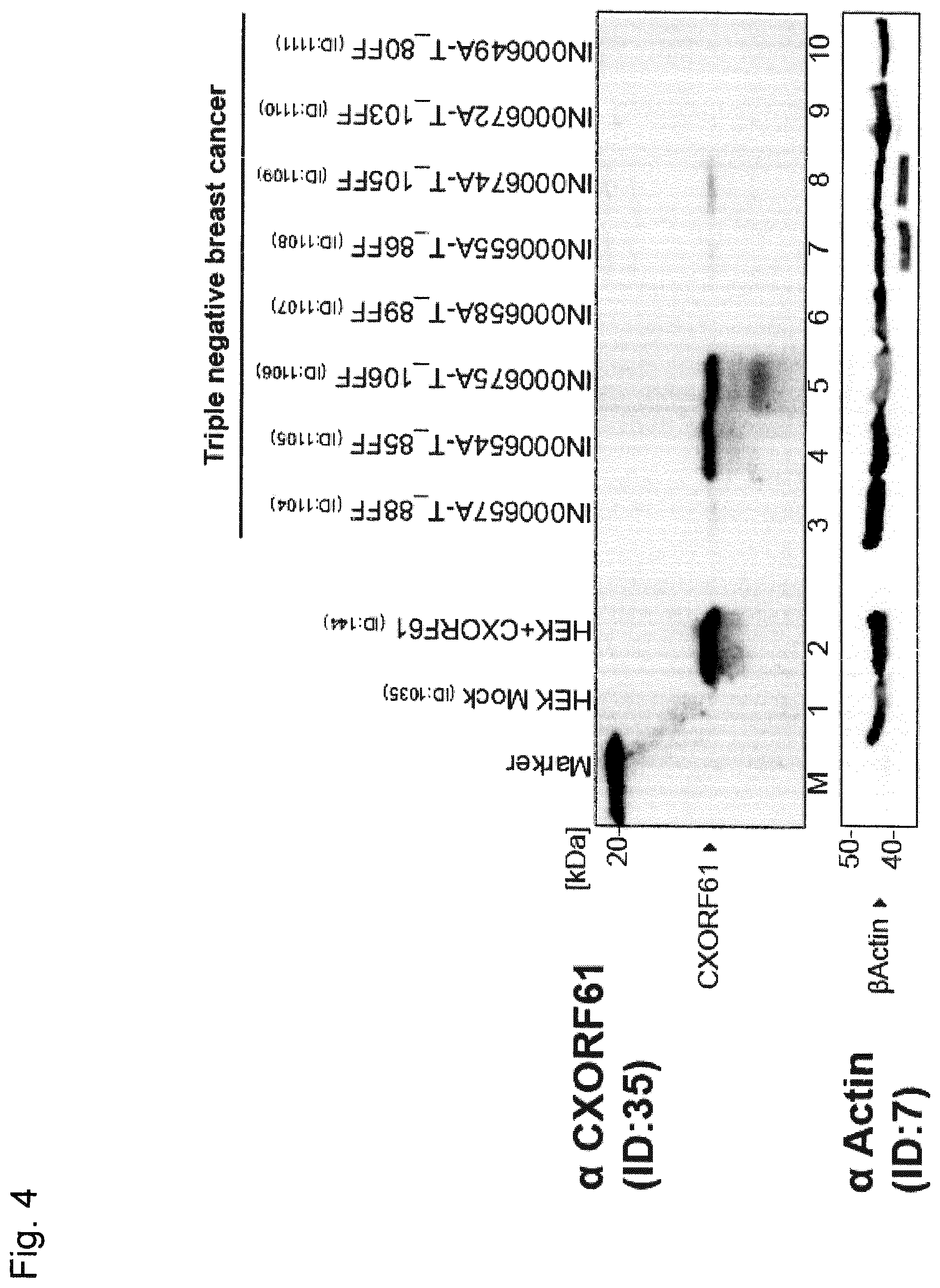 Patent US12410221 Figure 6 – Tumor antigens for determining cancer therapy